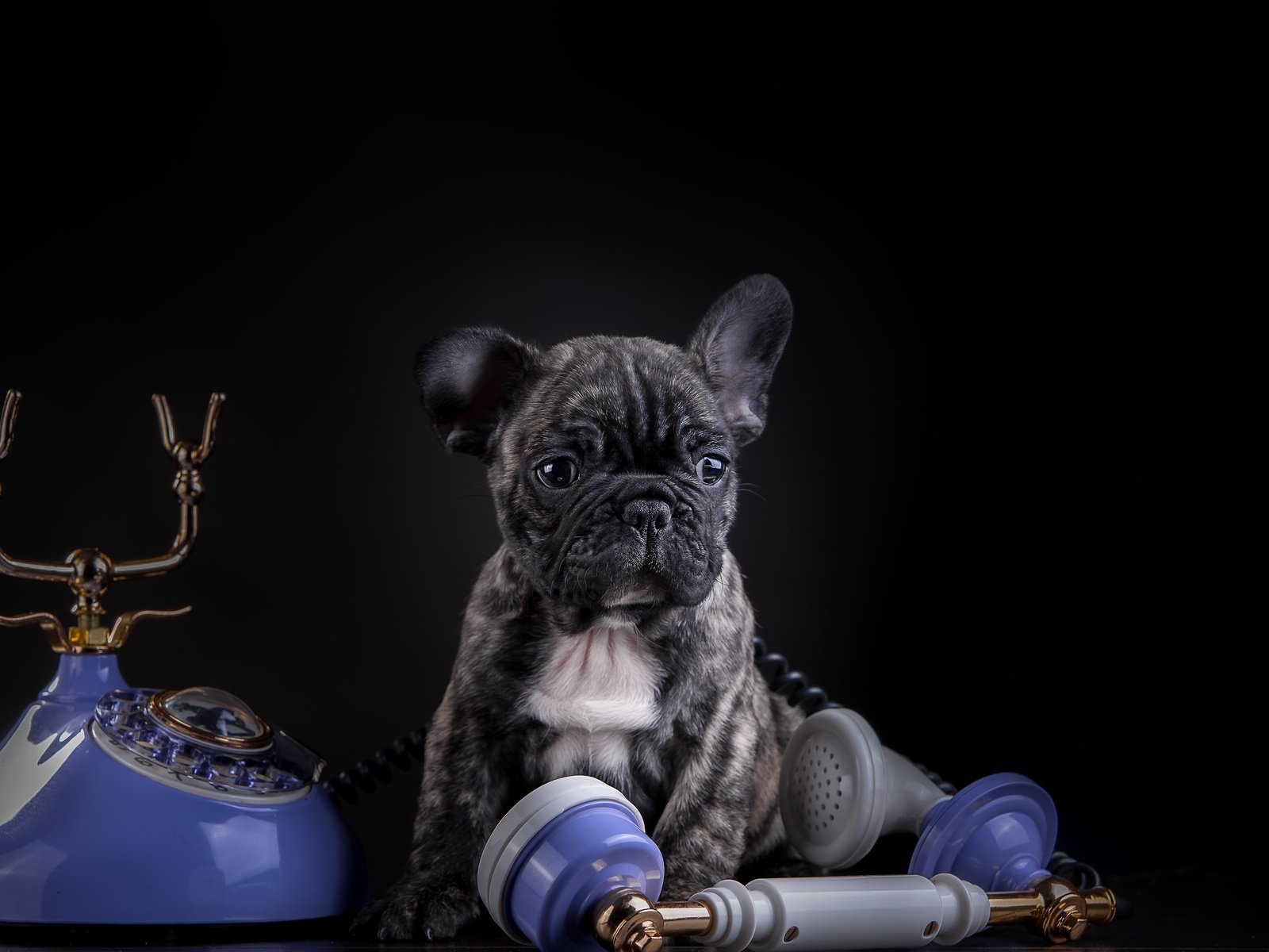 Обои собака, щенок, телефон, французский бульдог, dog, puppy, phone, french bulldog разрешение 5157x3323 Загрузить