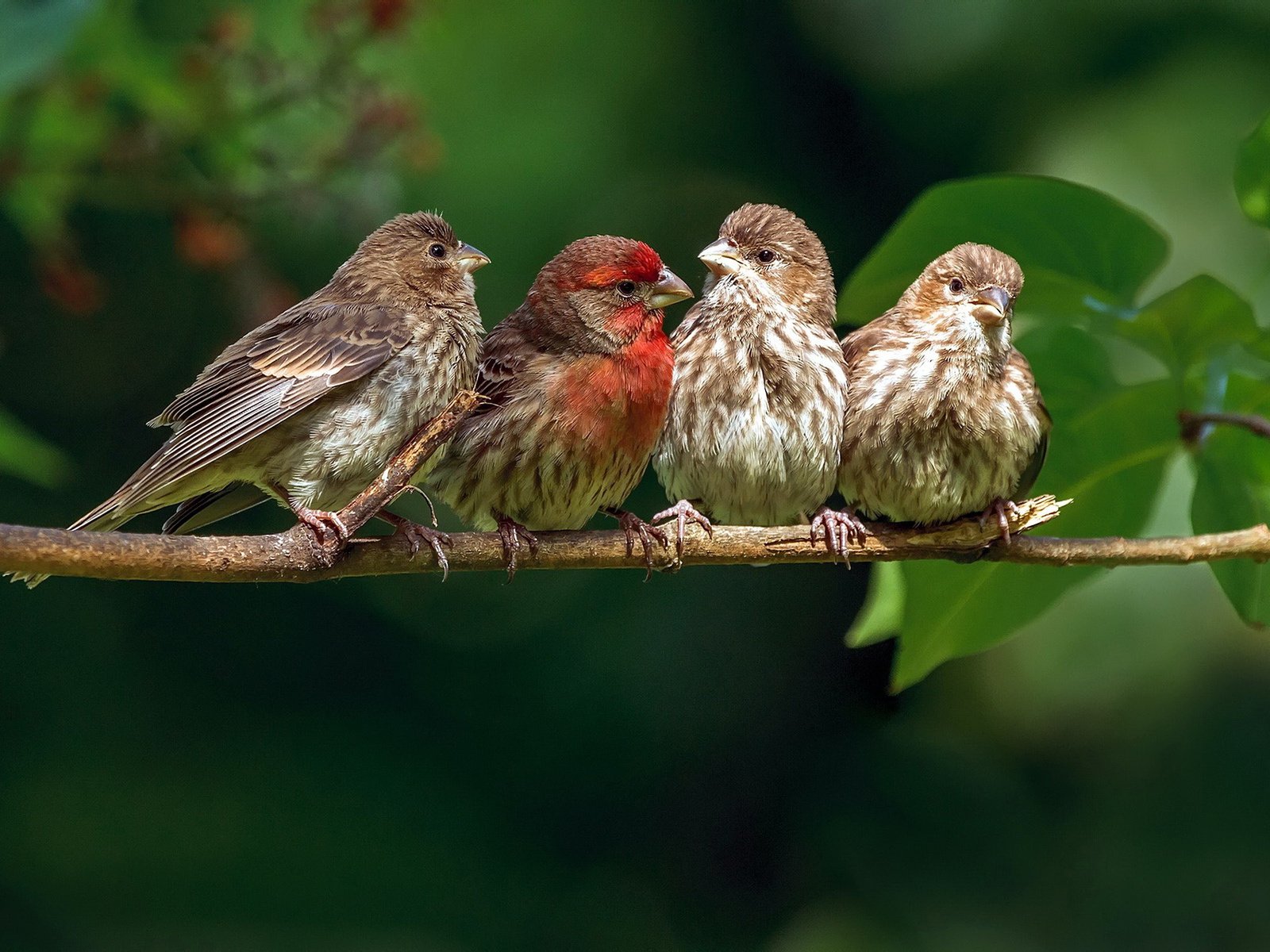 Обои ветка, природа, птицы, зяблик, branch, nature, birds, chaffinch разрешение 2880x1800 Загрузить