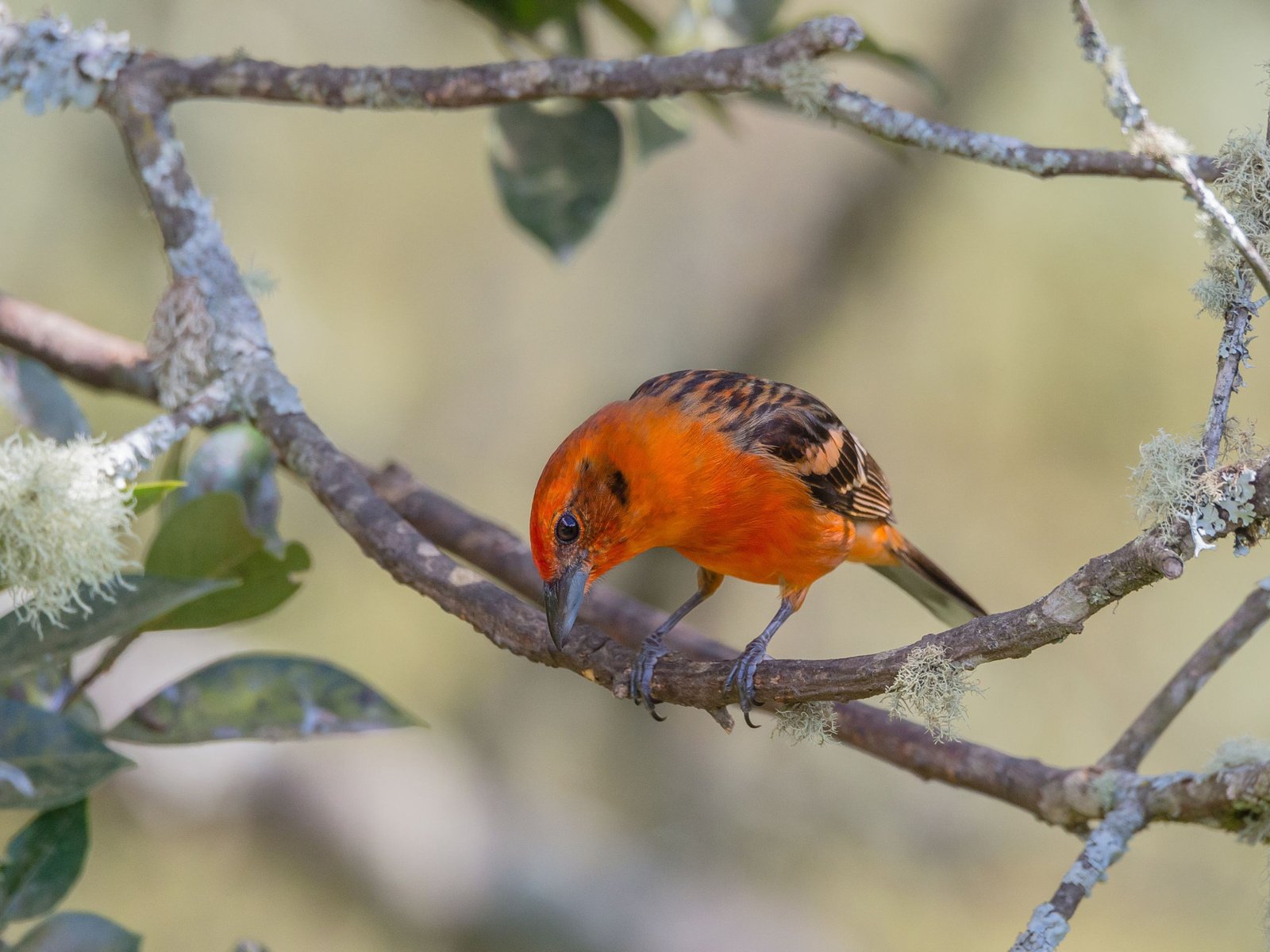 Обои природа, листья, ветки, птица, кардинал, огненная пиранга, nature, leaves, branches, bird, cardinal, fire piranha разрешение 2048x1367 Загрузить