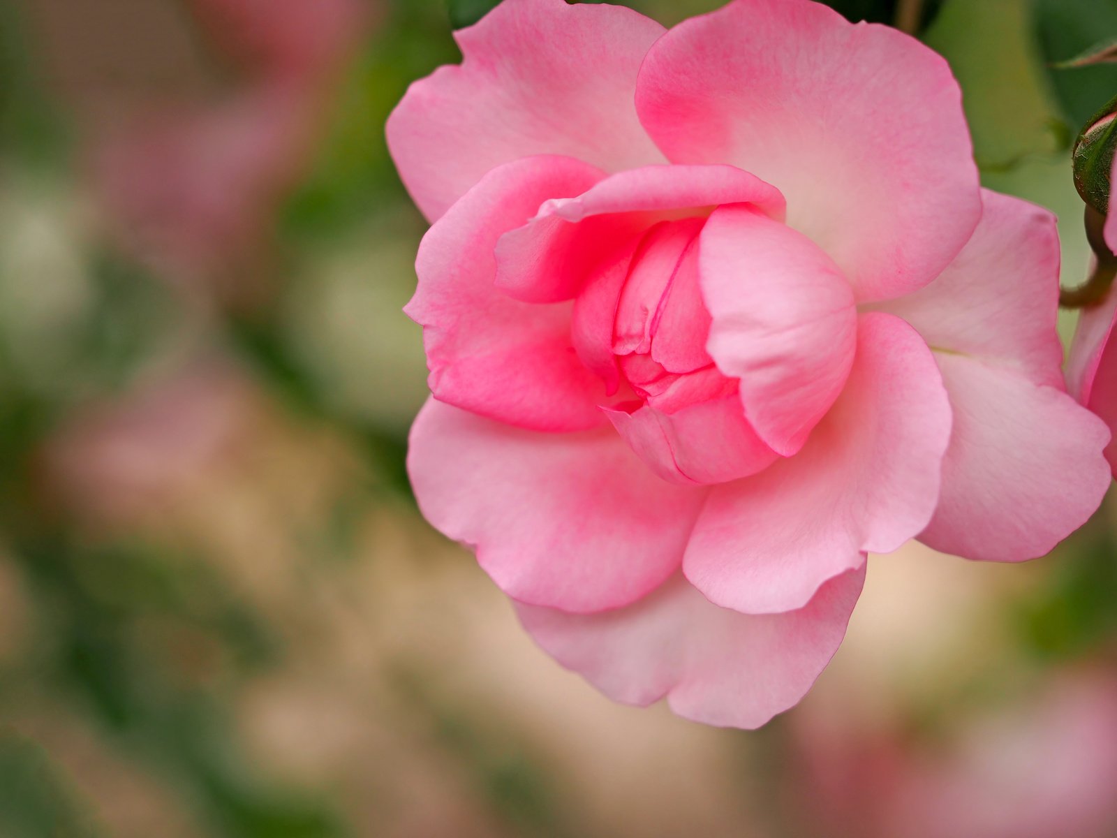 Обои макро, роза, лепестки, бутон, розовая, боке, macro, rose, petals, bud, pink, bokeh разрешение 4608x3456 Загрузить