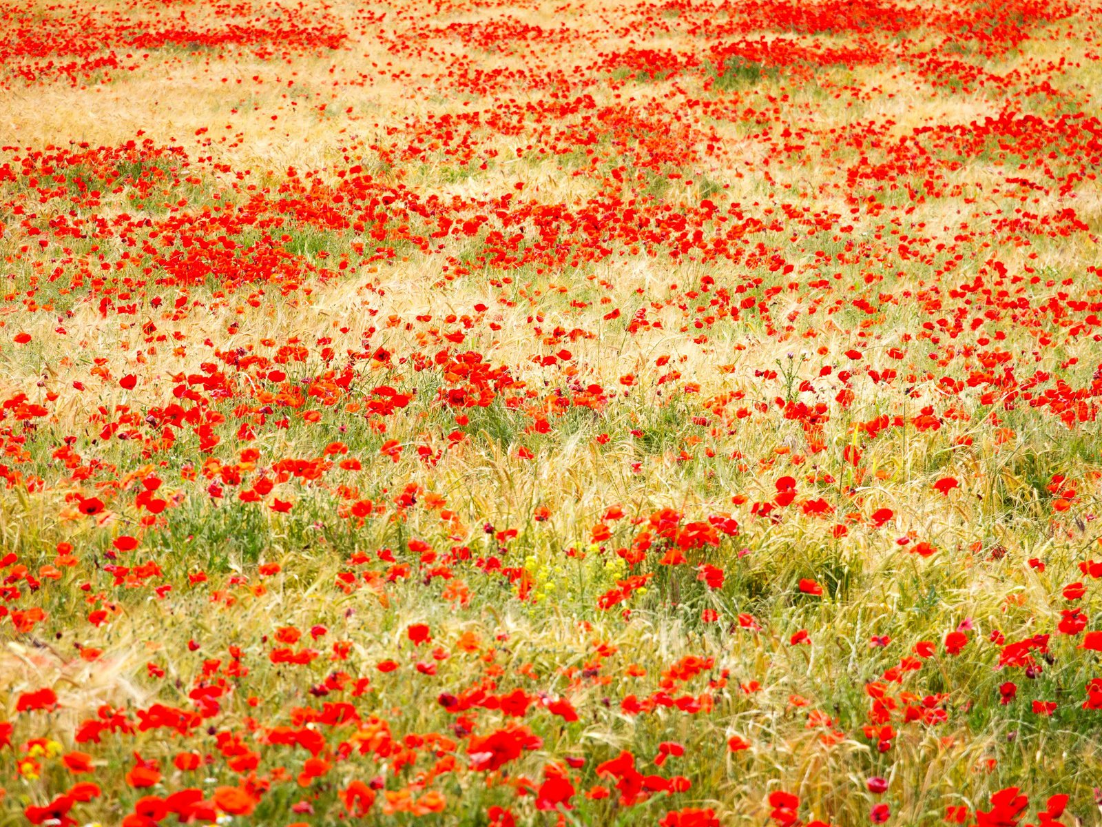 Обои трава, поле, красные, маки, grass, field, red, maki разрешение 2400x1600 Загрузить