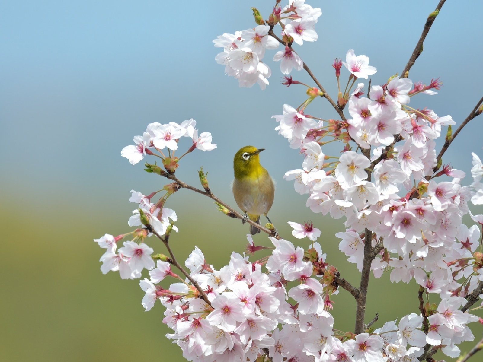 Обои ветки, птица, клюв, перья, сакура, японская, белоглазка, branches, bird, beak, feathers, sakura, japanese, white-eyed разрешение 2048x1365 Загрузить