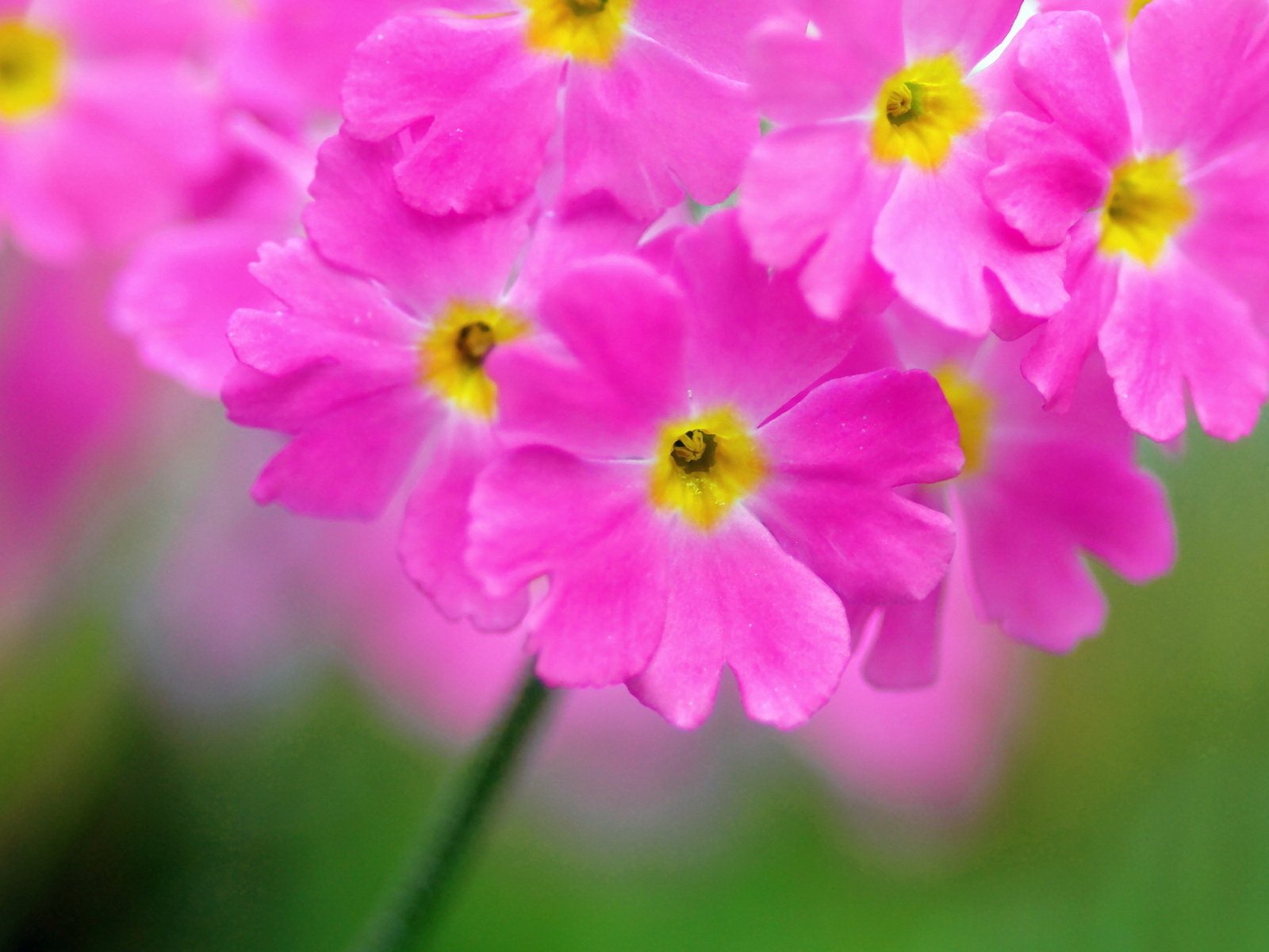 Обои природа, макро, лепестки, соцветие, герань, nature, macro, petals, inflorescence, geranium разрешение 1920x1200 Загрузить