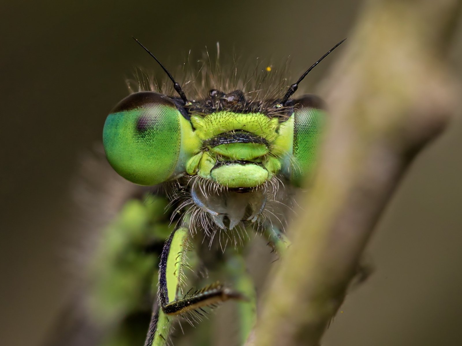 Обои глаза, природа, макро, насекомое, размытость, стрекоза, крупным планом, eyes, nature, macro, insect, blur, dragonfly, closeup разрешение 1920x1212 Загрузить