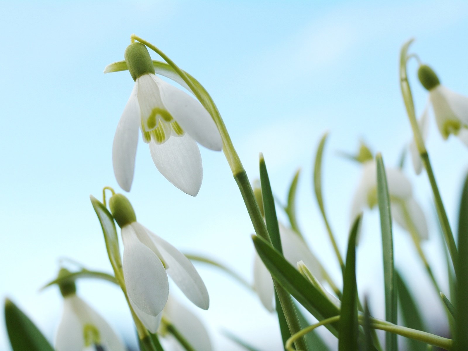 Обои цветы, макро, весна, белые, подснежники, flowers, macro, spring, white, snowdrops разрешение 3008x2000 Загрузить