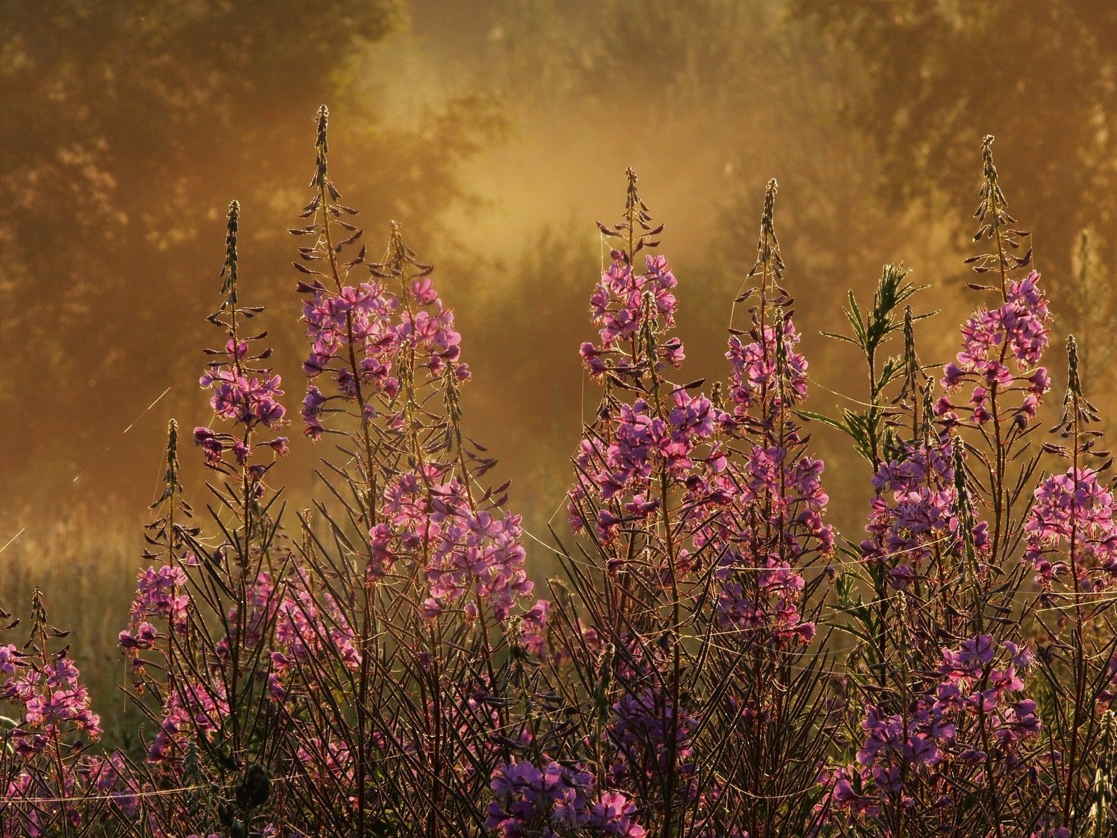 Обои цветы, трава, растения, фокус камеры, макро, flowers, grass, plants, the focus of the camera, macro разрешение 2250x1688 Загрузить