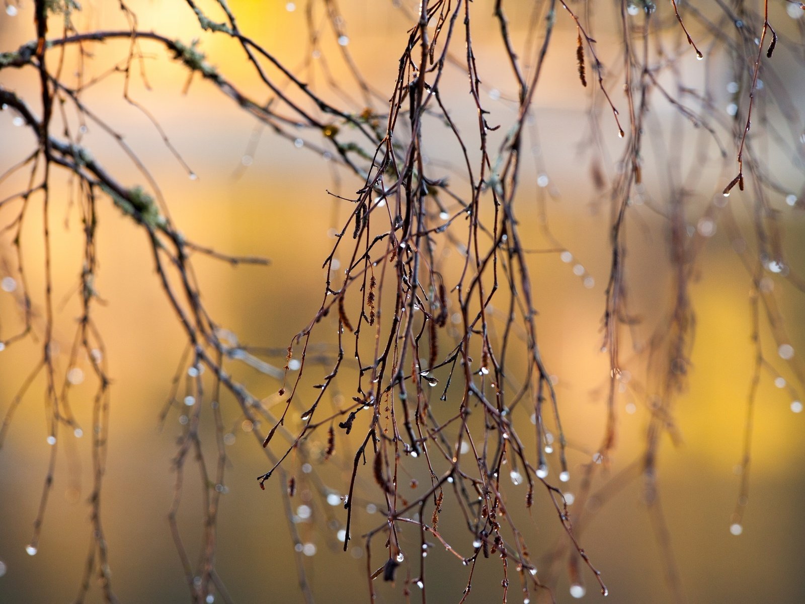 Обои макро, ветки, капли, осень, дождь, солнечный свет, ветками, macro, branches, drops, autumn, rain, sunlight разрешение 2048x1365 Загрузить