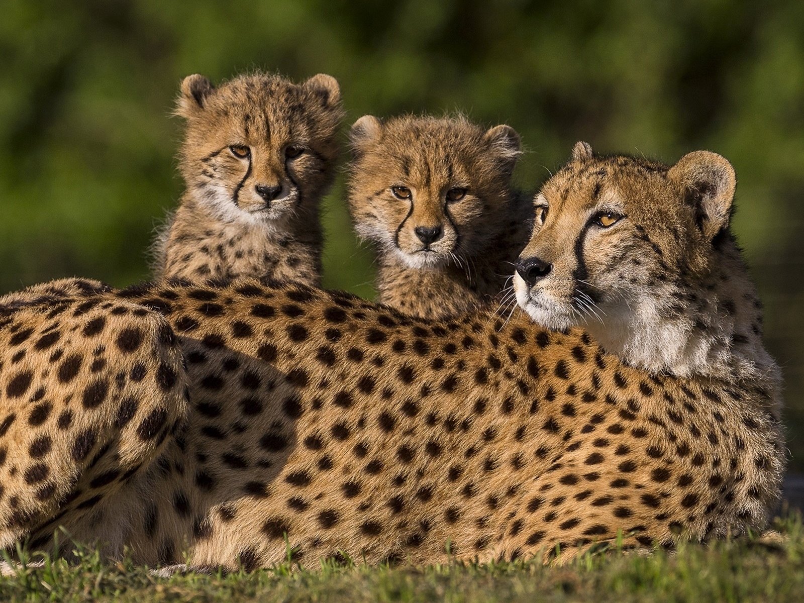 Обои животные, семья, дикие кошки, котята, гепард, гепарды, animals, family, wild cats, kittens, cheetah, cheetahs разрешение 1920x1200 Загрузить