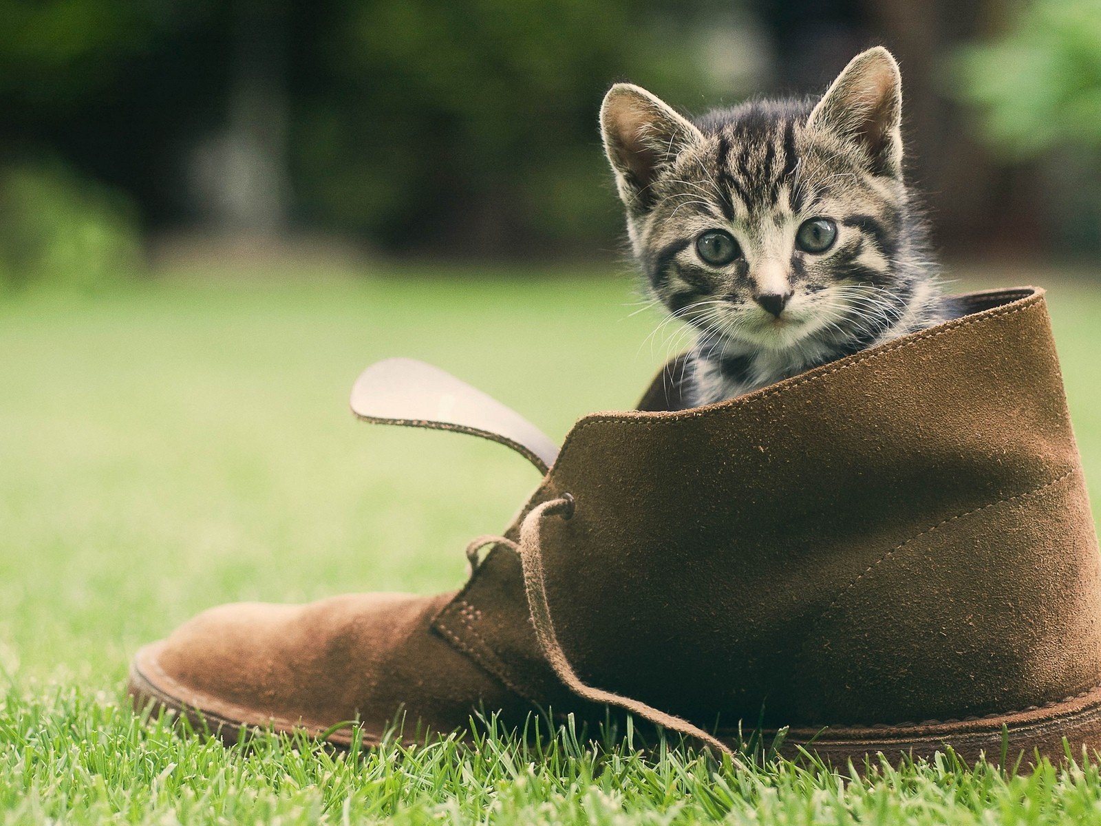 Обои трава, зелень, кошка, котенок, мордашка, обувь, башмак, grass, greens, cat, kitty, face, shoes, shoe разрешение 1920x1200 Загрузить