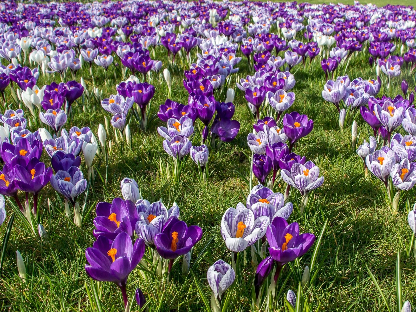 Обои цветы, трава, весна, крокусы, шафран, flowers, grass, spring, crocuses, saffron разрешение 2048x1335 Загрузить