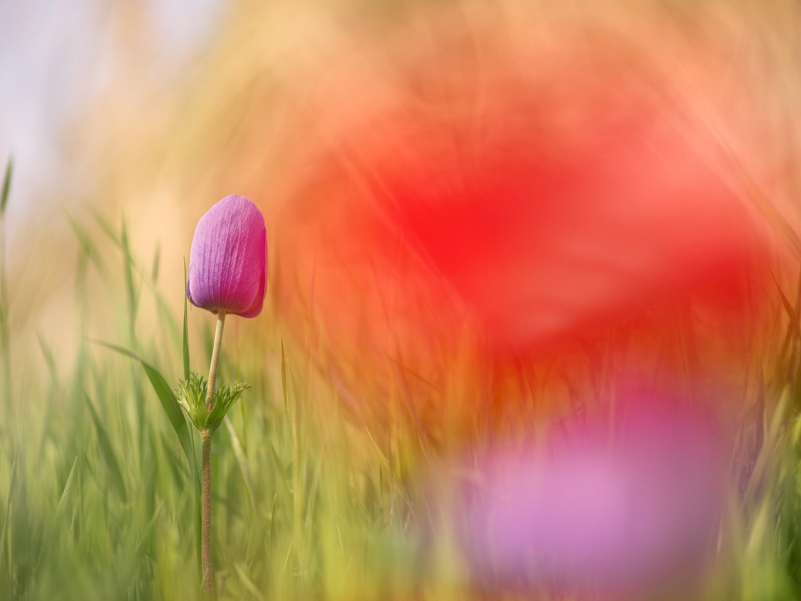 Обои цветы, трава, макро, цветок, боке, flowers, grass, macro, flower, bokeh разрешение 2500x1670 Загрузить