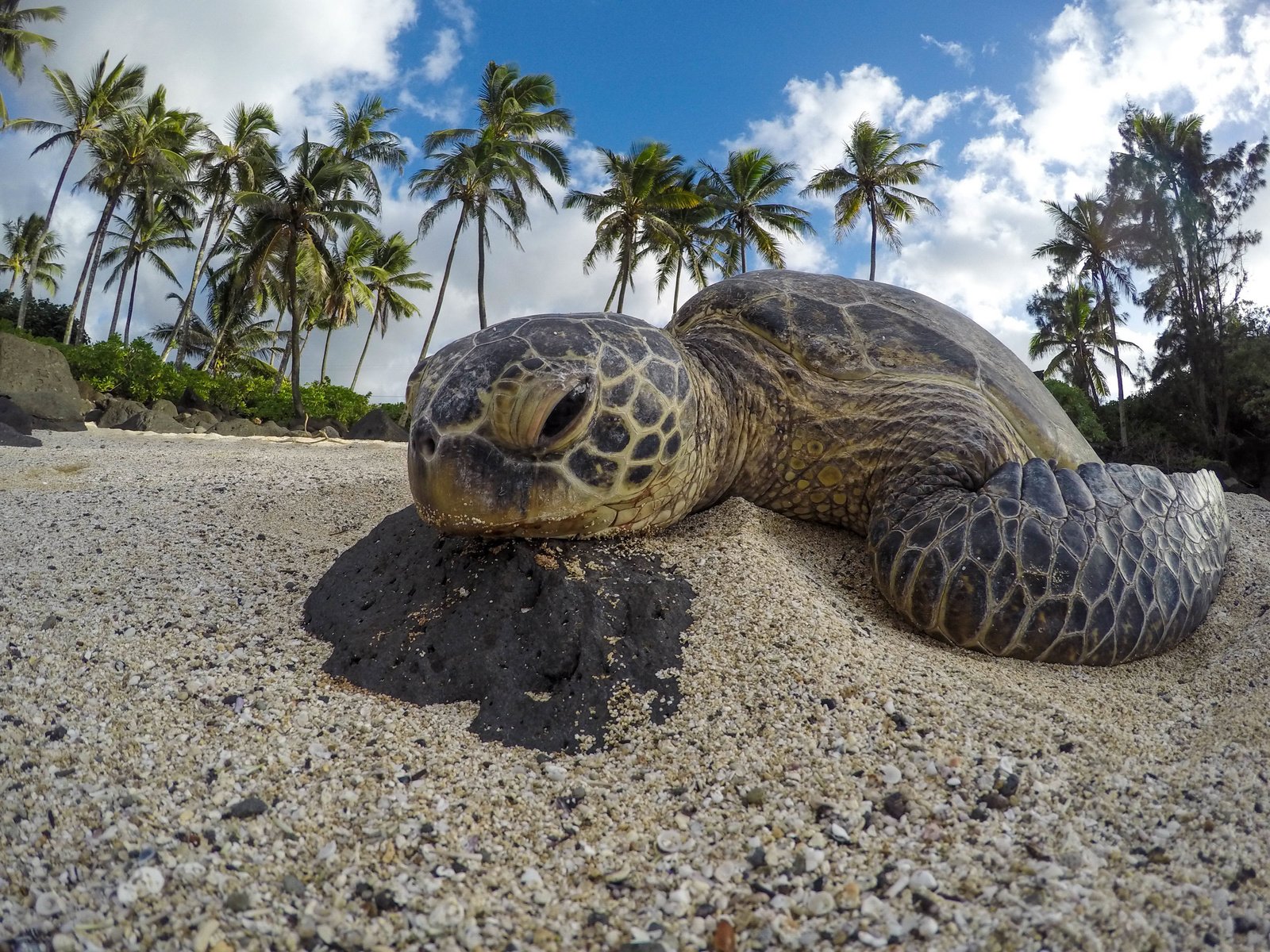 Обои песок, черепаха, пальмы, животное, jeremy bishop, sand, turtle, palm trees, animal разрешение 4000x3000 Загрузить