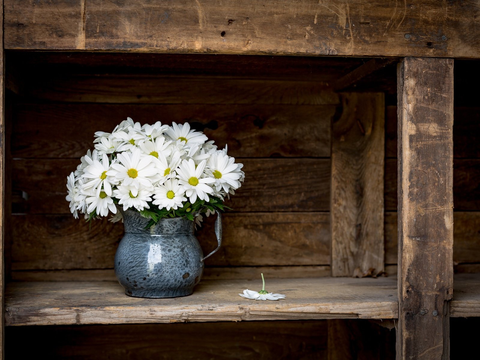 Обои цветы, фон, ромашки, букет, кувшин, flowers, background, chamomile, bouquet, pitcher разрешение 2048x1365 Загрузить
