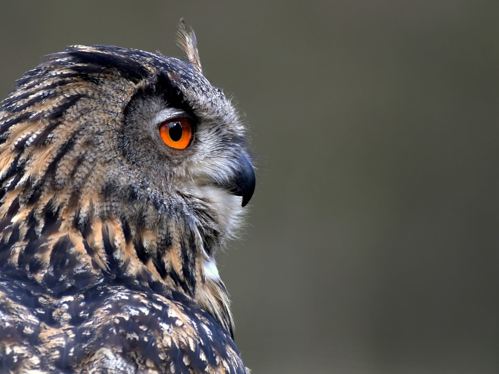 Обои сова, фон, профиль, птица, клюв, перья, owl, background, profile, bird, beak, feathers разрешение 3730x2105 Загрузить