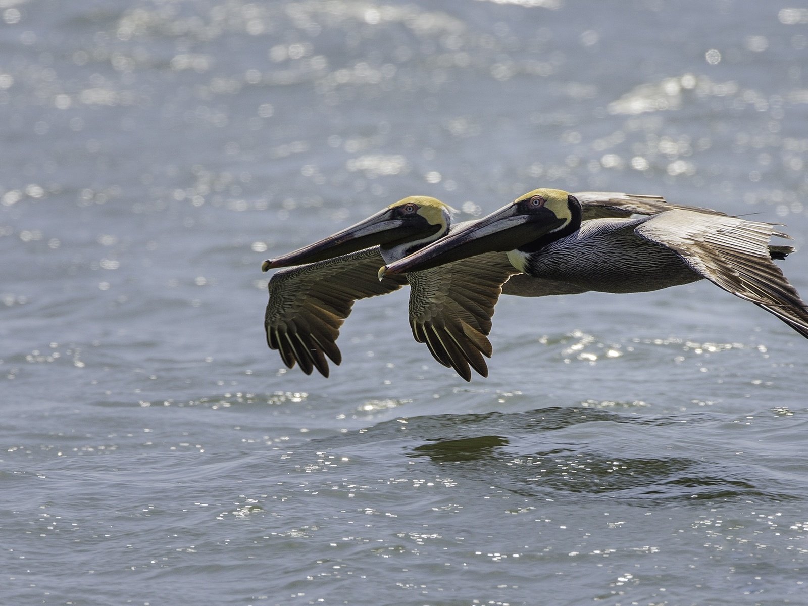 Обои вода, полет, птицы, пеликан, пеликаны, water, flight, birds, pelican, pelicans разрешение 2000x1250 Загрузить