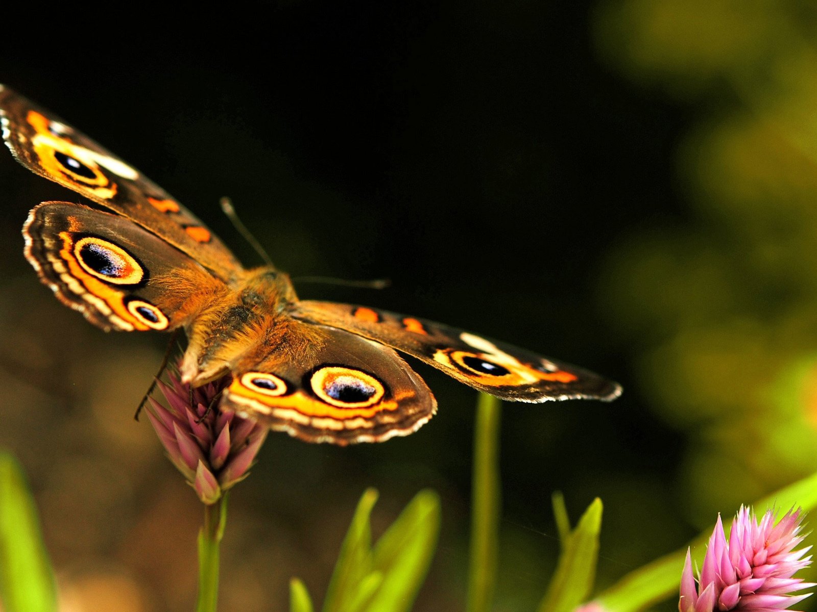 Обои цветы, макро, насекомое, бабочка, размытость, flowers, macro, insect, butterfly, blur разрешение 2560x1600 Загрузить