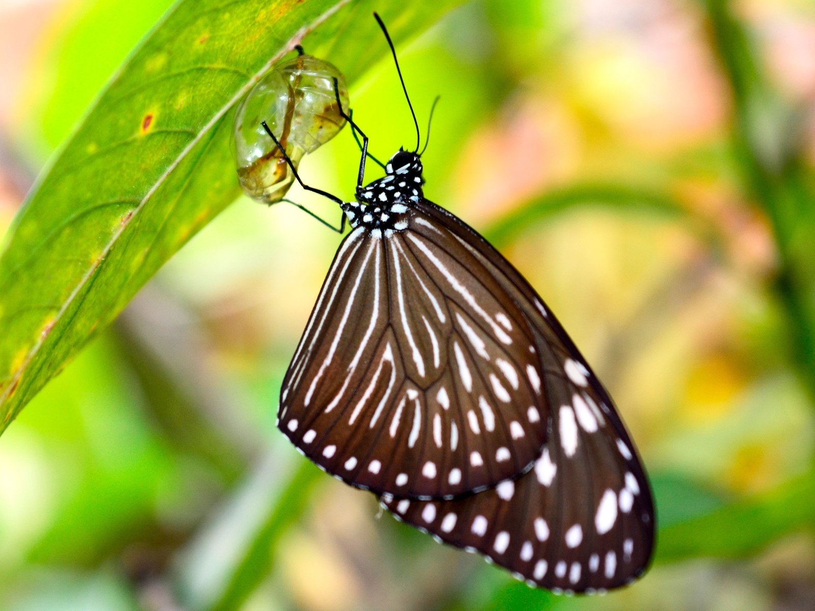 Обои макро, насекомое, капля, листок, бабочка, кокон, macro, insect, drop, leaf, butterfly, cocoon разрешение 3840x2560 Загрузить