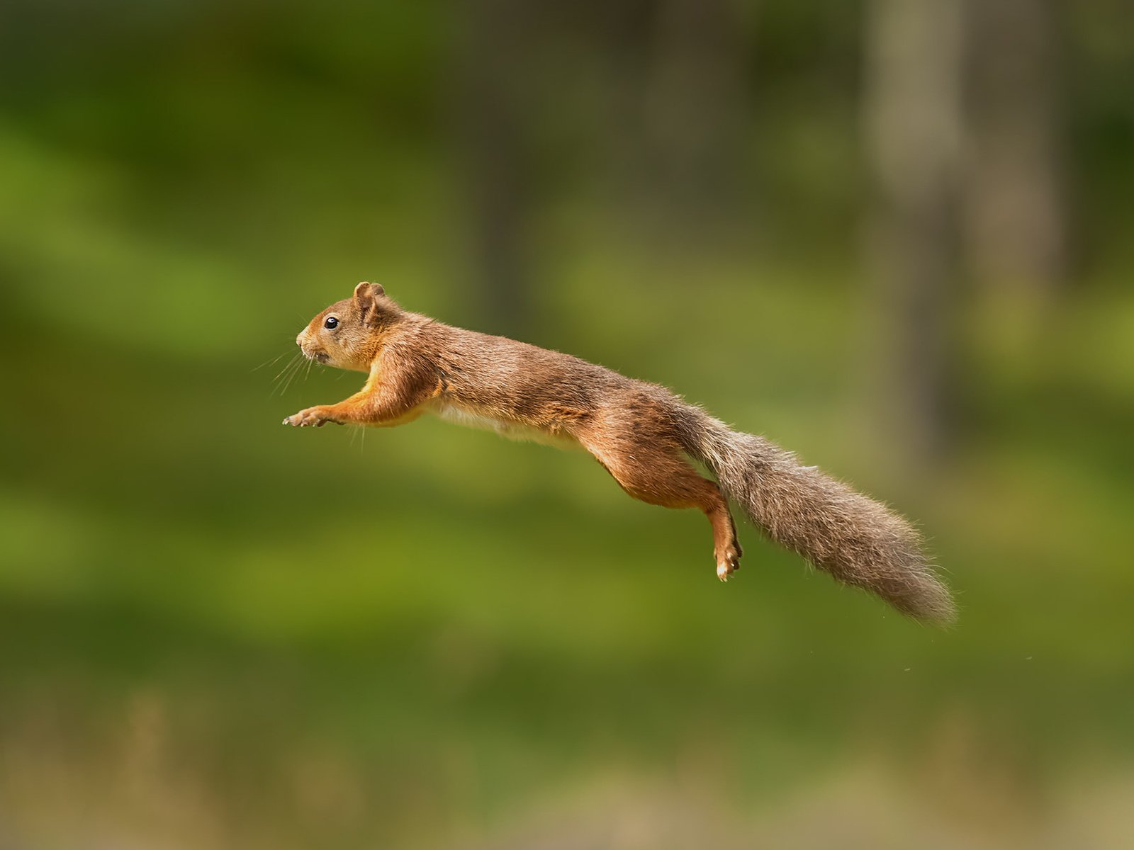 Обои пушистый, прыжок, белка, хвост, белочка, грызун, fluffy, jump, protein, tail, squirrel, rodent разрешение 1920x1200 Загрузить