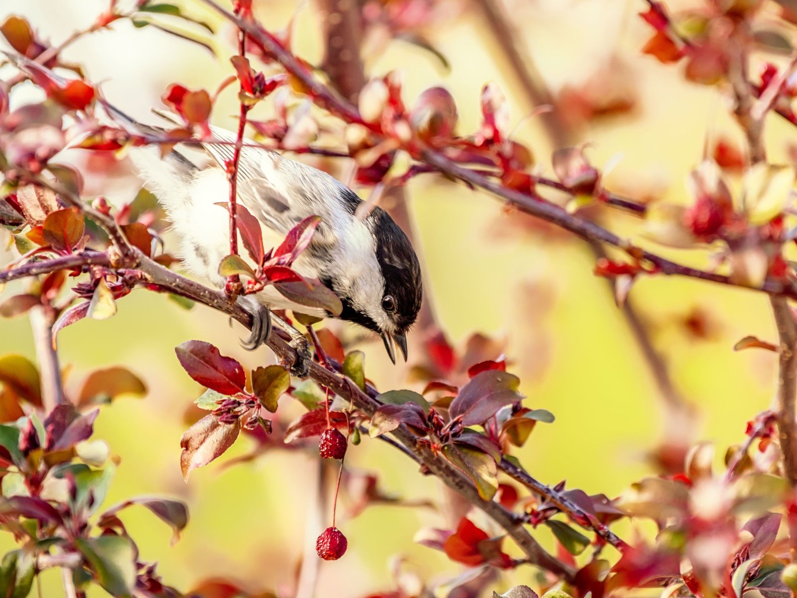 Обои дерево, ветки, птица, плоды, яблоня, синица, tree, branches, bird, fruit, apple, tit разрешение 3840x2560 Загрузить