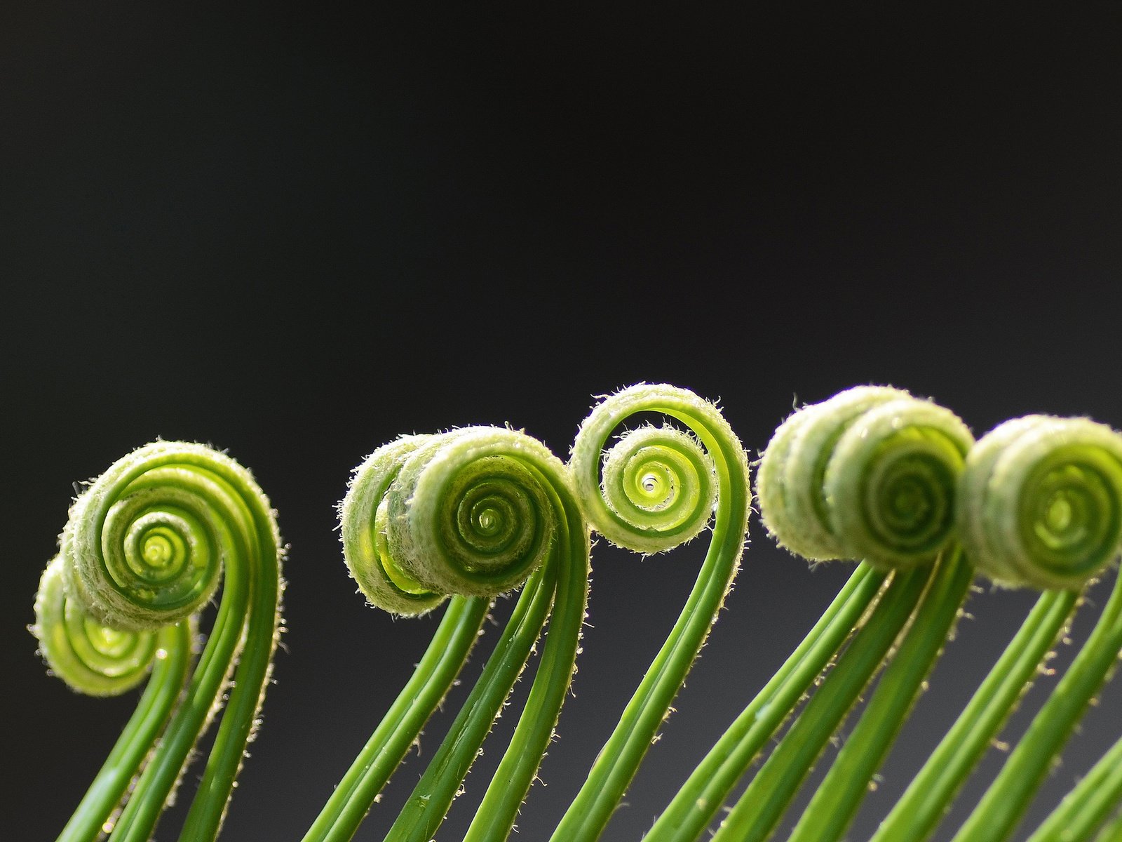 Обои макро, зеленые, завитки, спираль, растение, усики, папоротник, macro, green, curls, spiral, plant, antennae, fern разрешение 2048x1366 Загрузить