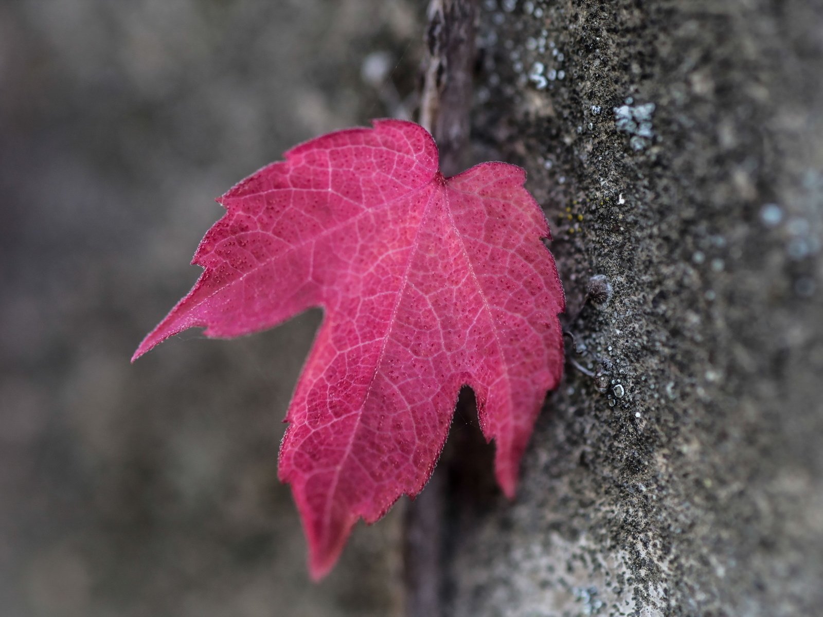 Обои дерево, макро, осень, лист, кора, красный лист, tree, macro, autumn, sheet, bark, red leaf разрешение 2047x1265 Загрузить