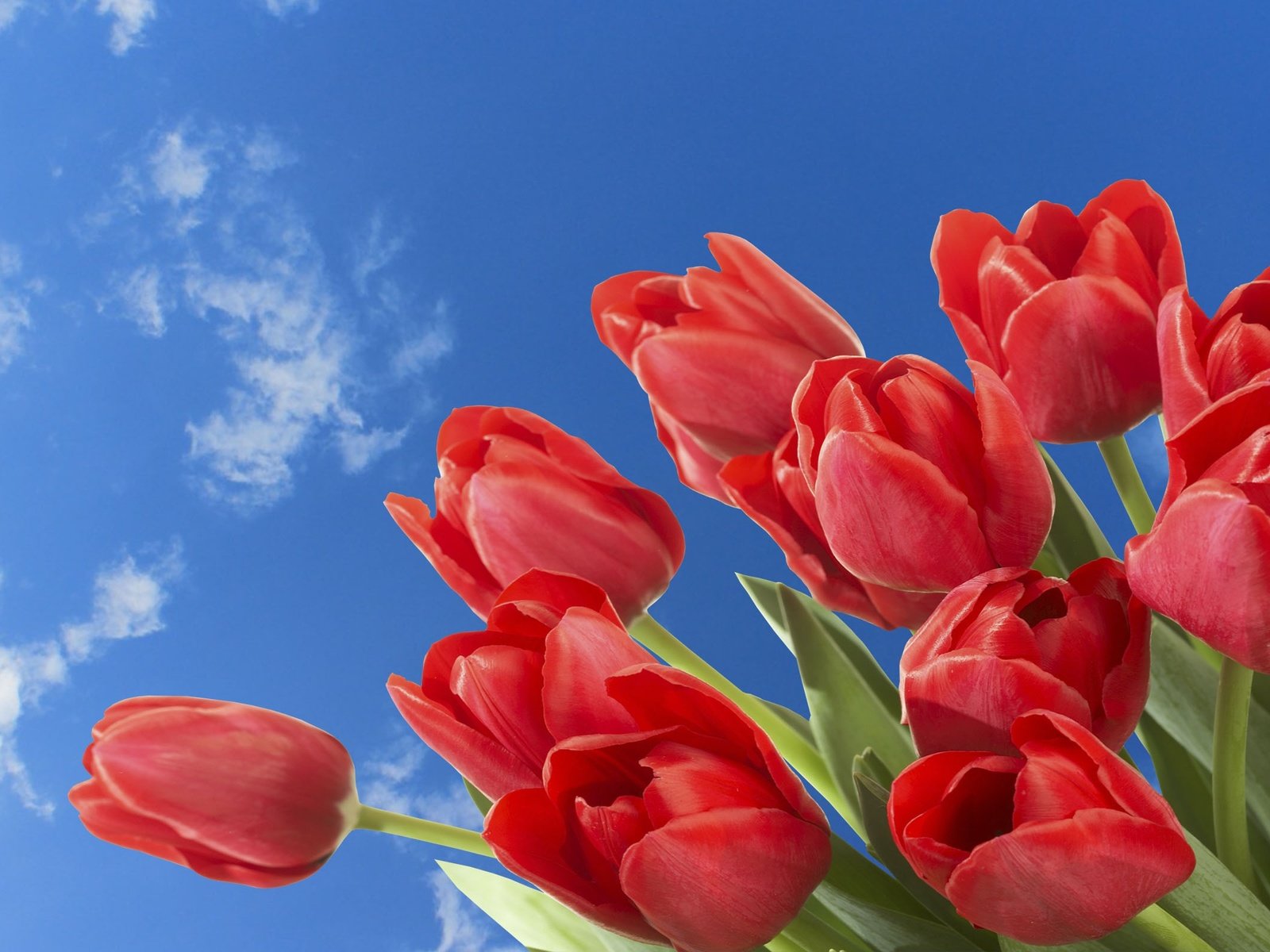 Обои небо, цветы, облака, весна, тюльпаны, the sky, flowers, clouds, spring, tulips разрешение 2560x1600 Загрузить