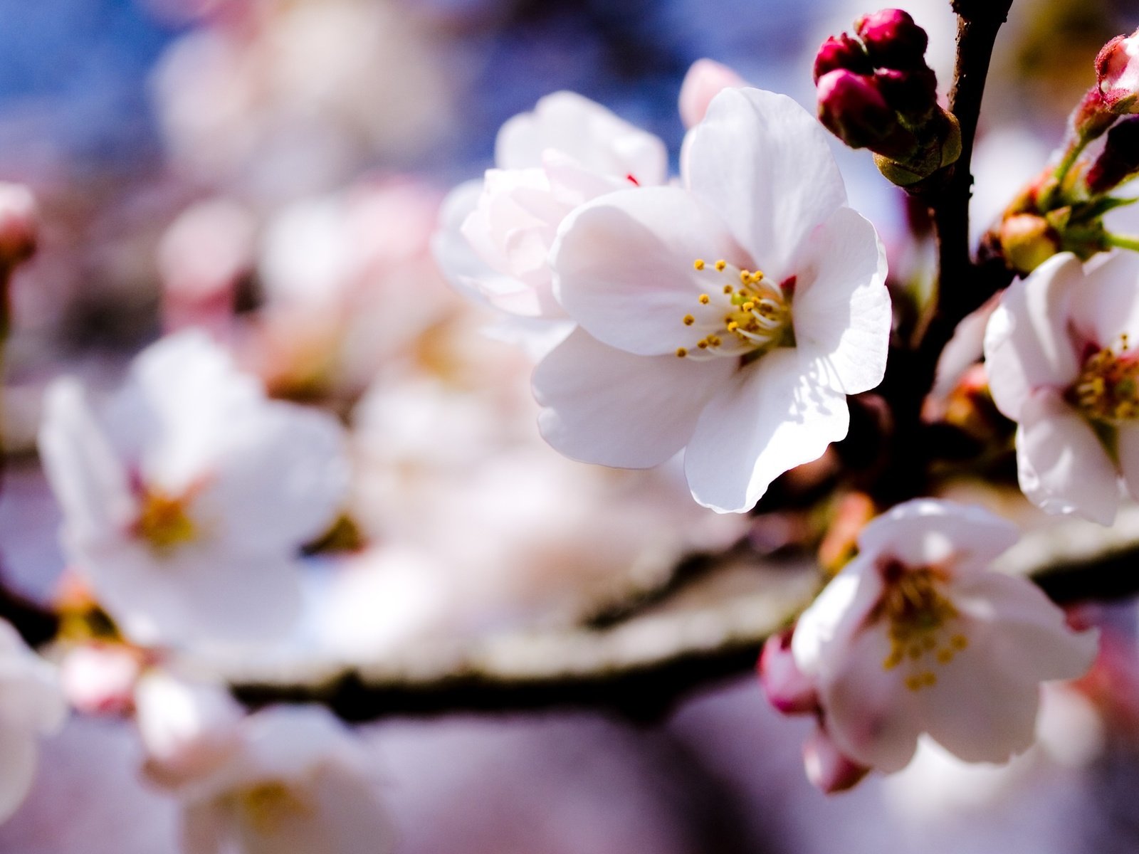 Обои цветы, ветка, природа, цветение, весна, яблоня, боке, flowers, branch, nature, flowering, spring, apple, bokeh разрешение 3648x2223 Загрузить