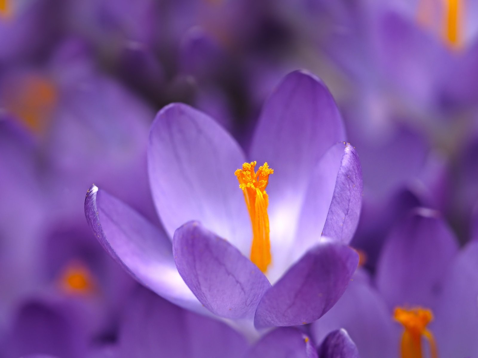 Обои цветы, макро, весна, крокусы, flowers, macro, spring, crocuses разрешение 5456x3064 Загрузить