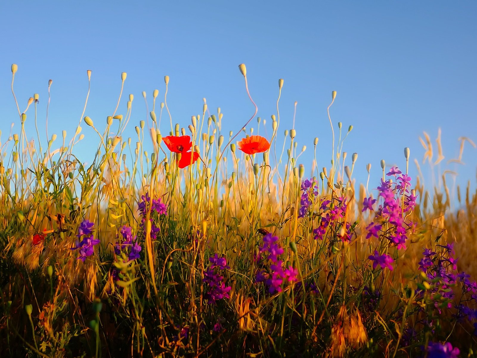 Обои небо, цветы, трава, растения, полевые цветы, the sky, flowers, grass, plants, wildflowers разрешение 1920x1279 Загрузить