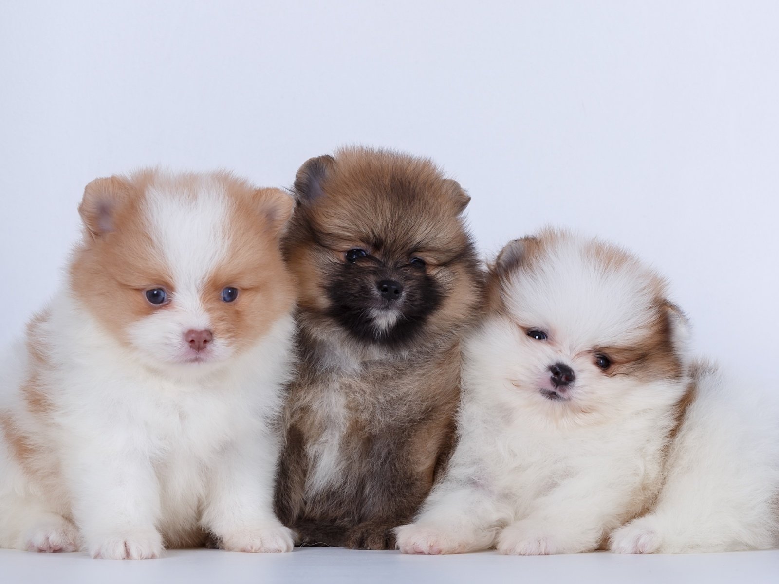 Обои щенки, собаки, шпиц, шпицы, puppies, dogs, spitz разрешение 2880x1800 Загрузить