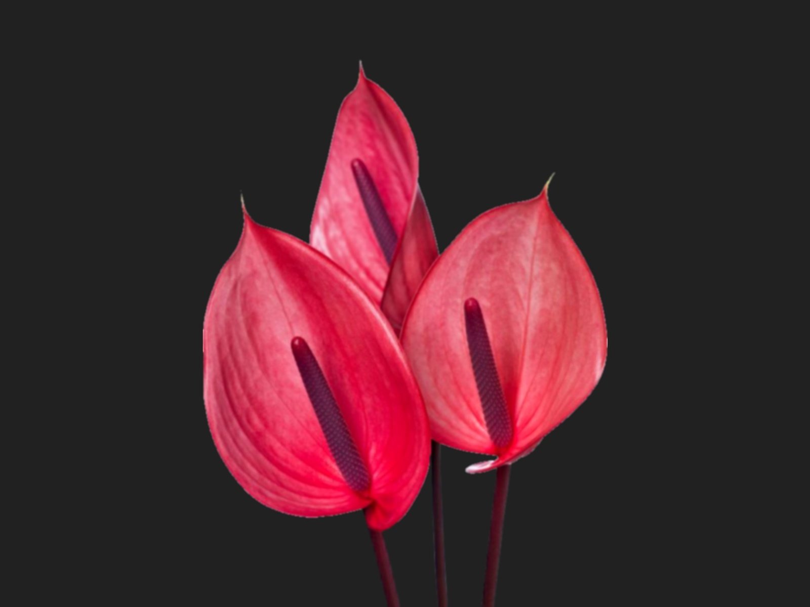 Обои цветы, черный фон, антуриум, flowers, black background, anthurium разрешение 2560x1440 Загрузить