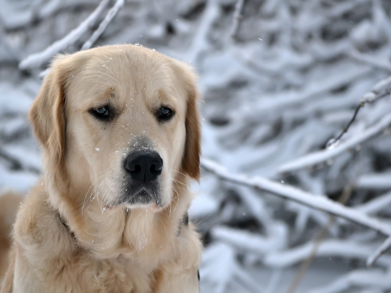 Обои глаза, пес, нос, морда, порода, снег, голова, природа, ретривер, лес, зима, снежинки, собака, eyes, nose, face, breed, snow, head, nature, retriever, forest, winter, snowflakes, dog разрешение 2560x1600 Загрузить