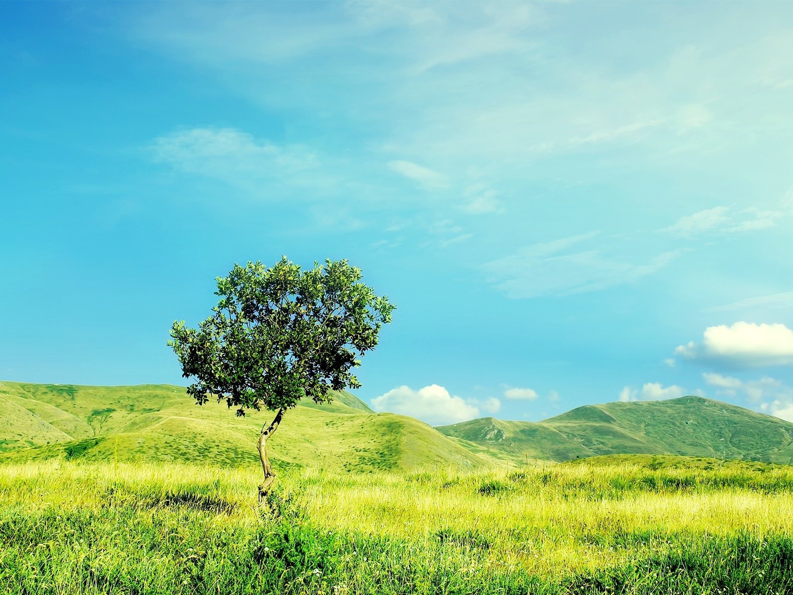 Обои небо, трава, облака, холмы, природа, дерево, зелень, лето, the sky, grass, clouds, hills, nature, tree, greens, summer разрешение 2560x1600 Загрузить