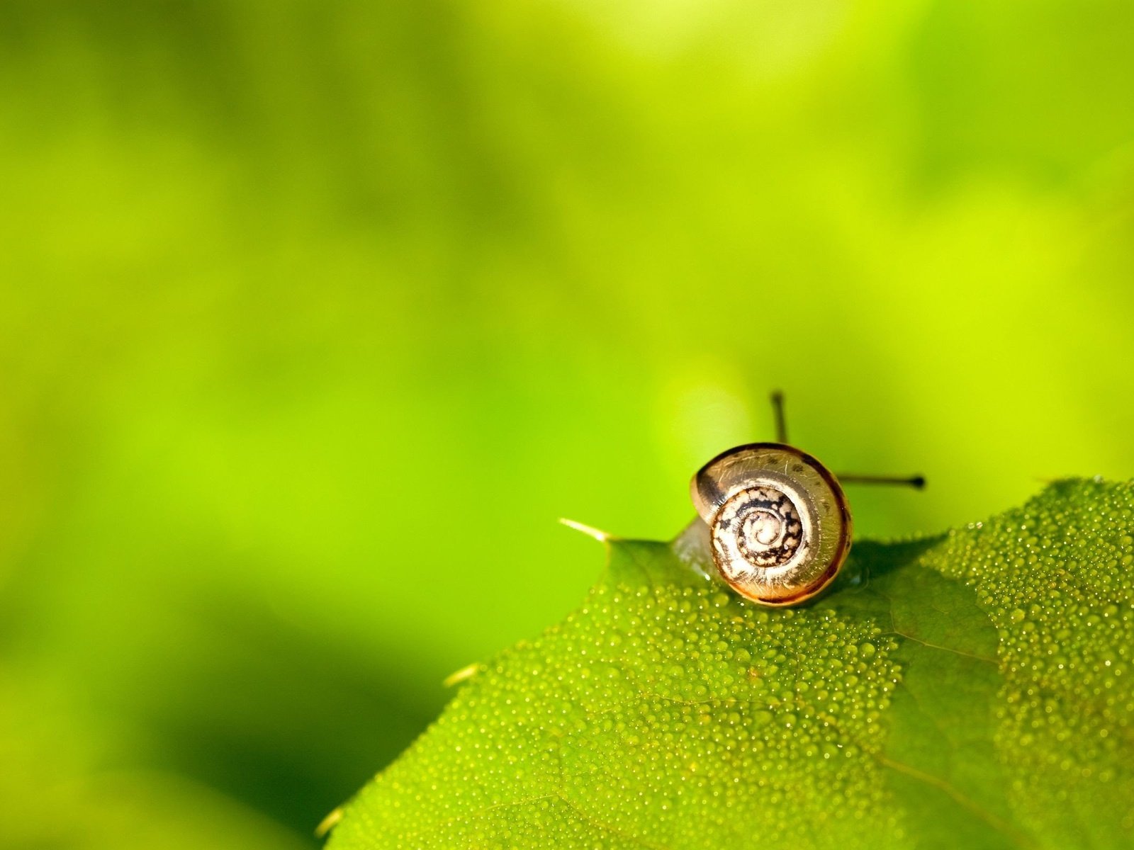 Обои фон, роса, капли, листок, размытость, улитка, рожки, background, rosa, drops, leaf, blur, snail, horns разрешение 2560x1600 Загрузить