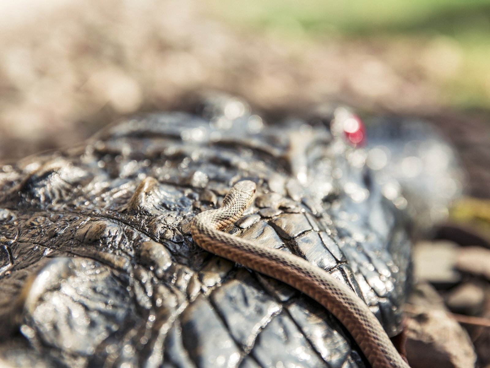 Обои змея, крокодил, чешуя, рептилия, крупным планом, пресмыкающиеся, snake, crocodile, scales, reptile, closeup, reptiles разрешение 2880x1800 Загрузить