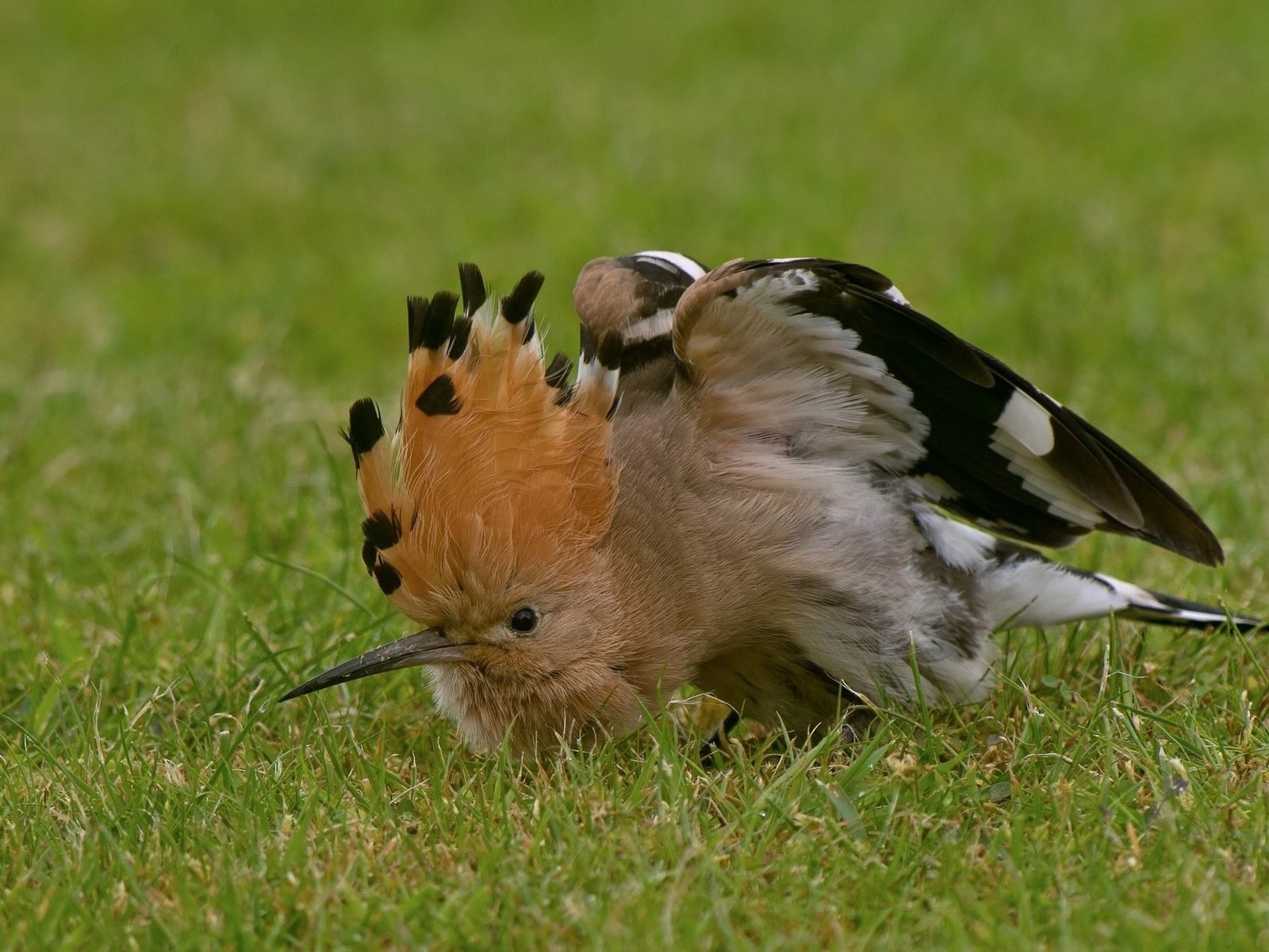 Обои трава, птица, клюв, перья, удод, grass, bird, beak, feathers, hoopoe разрешение 2048x1316 Загрузить