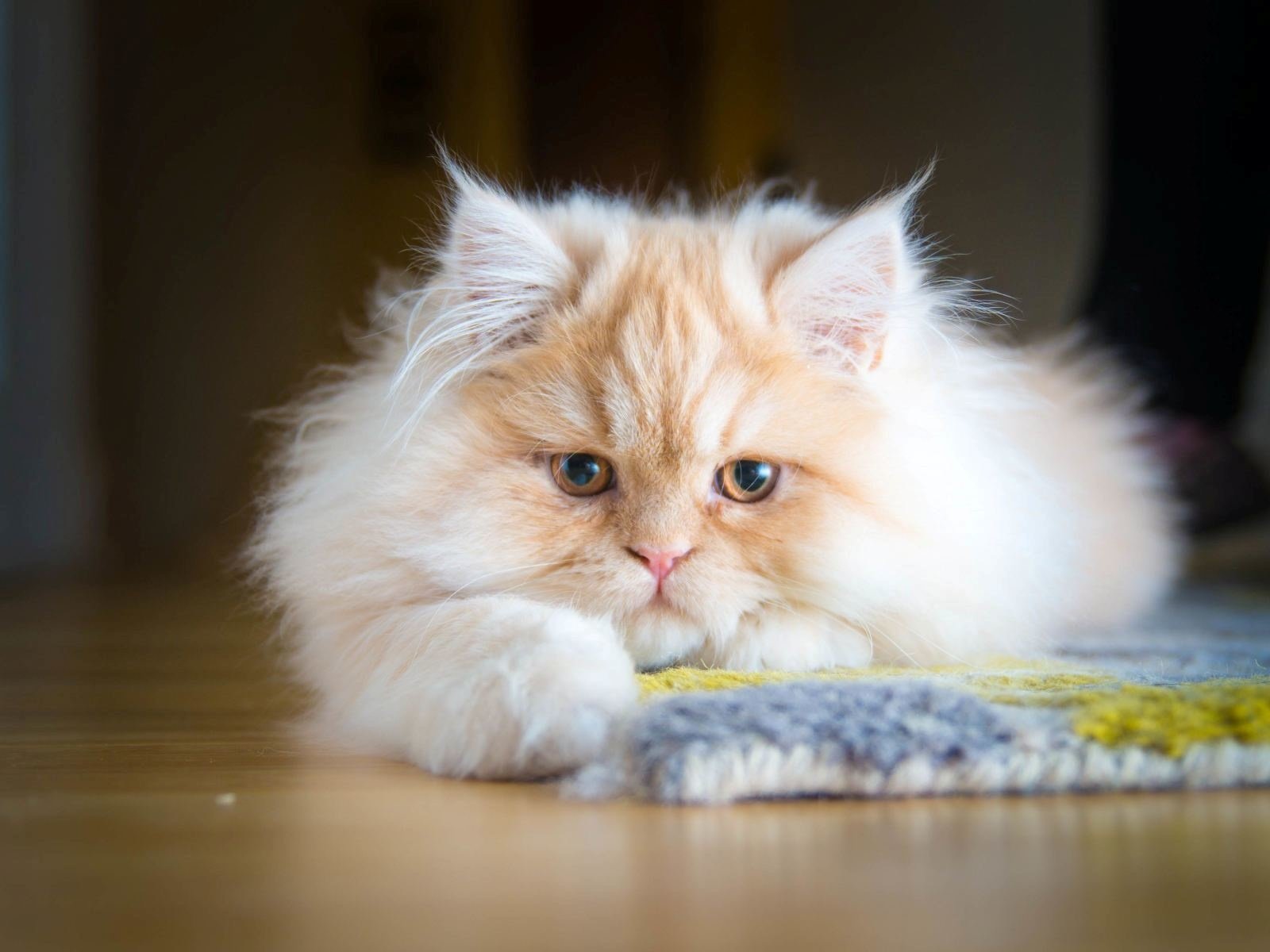 Котенок рыжий перс