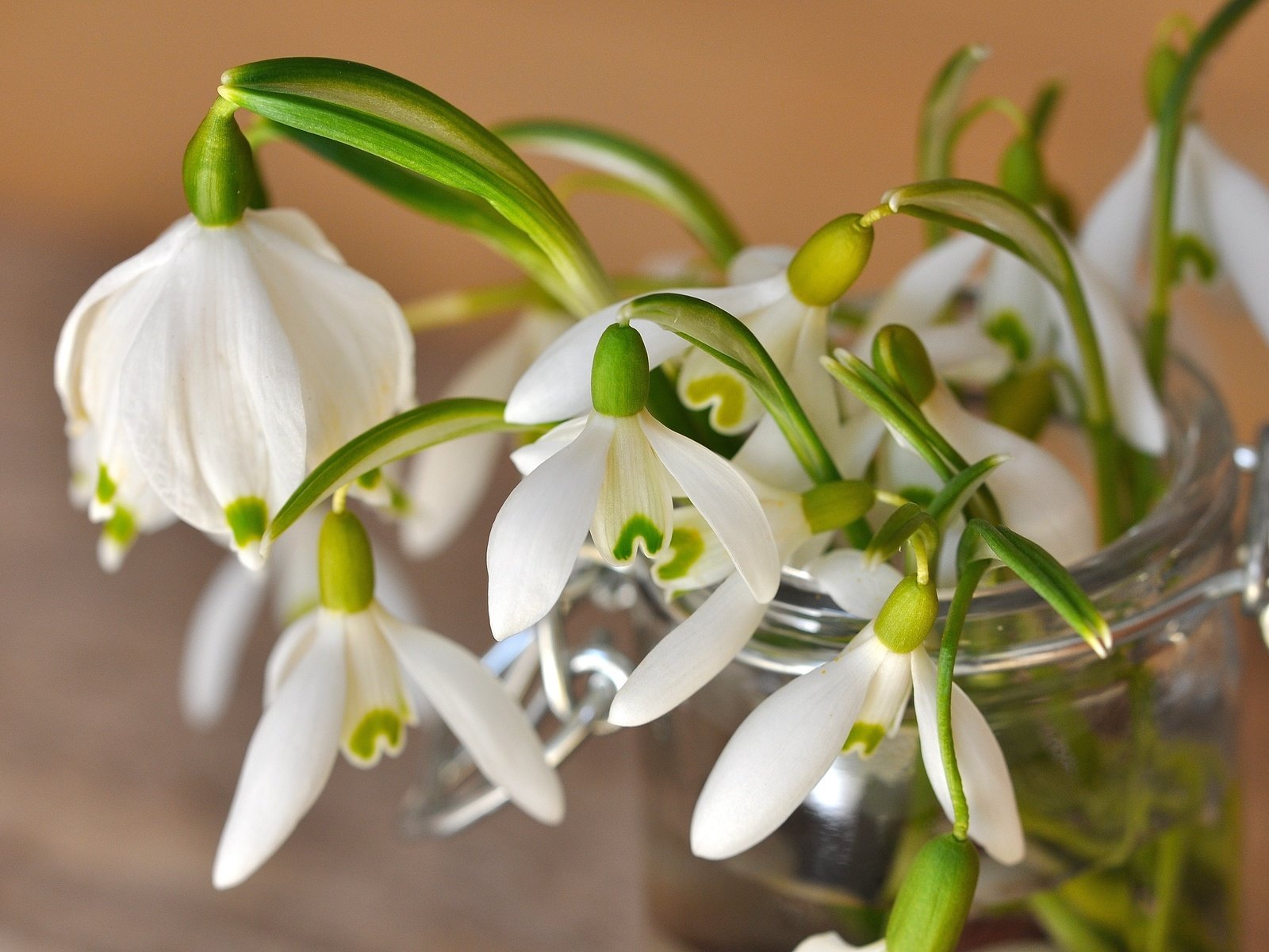 Обои цветы, лепестки, весна, белые, банка, подснежники, flowers, petals, spring, white, bank, snowdrops разрешение 4288x2848 Загрузить