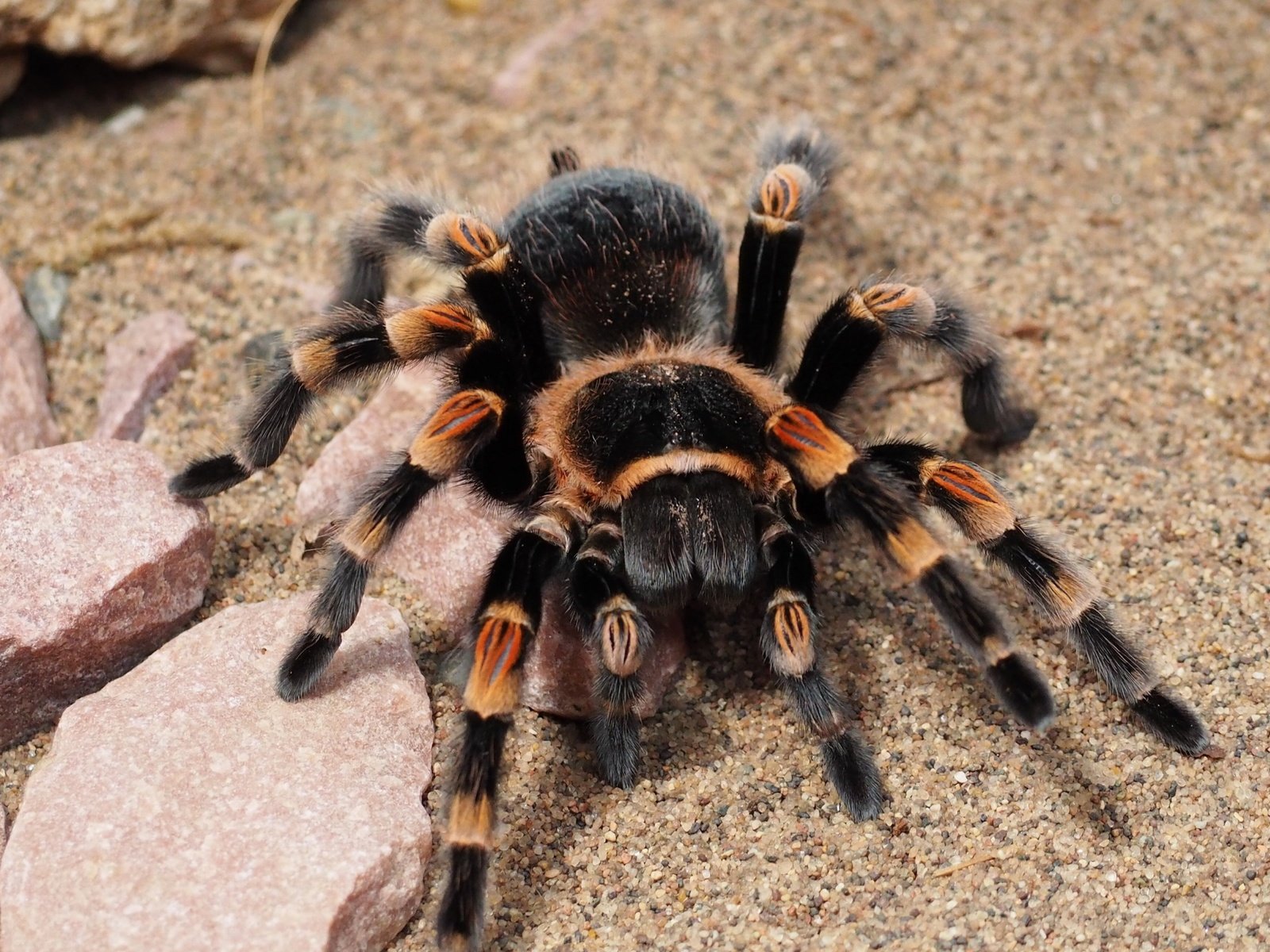 Обои паук, крупным планом, тарантул, spider, closeup, tarantula разрешение 3840x2160 Загрузить