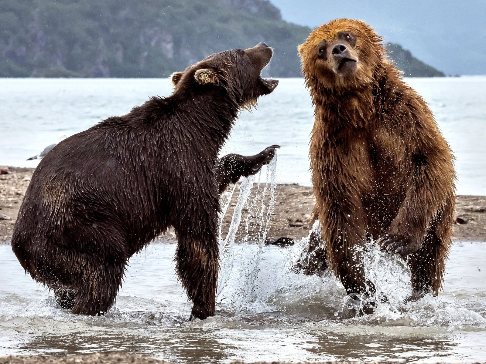 Обои вода, река, медведь, брызги, медведи, два медведя, water, river, bear, squirt, bears, two bears разрешение 2000x1264 Загрузить