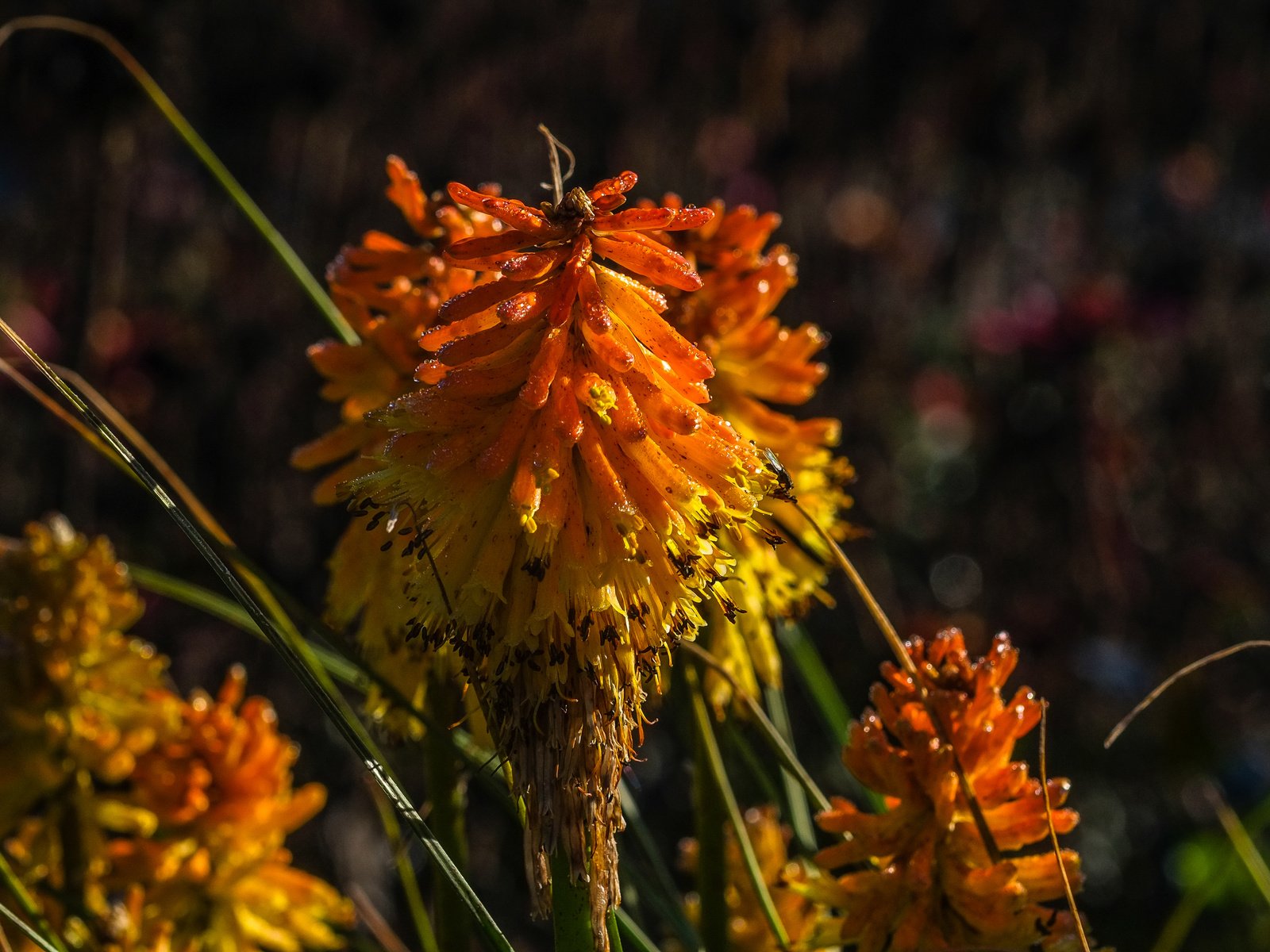 Обои цветы, природа, растения, фон, книфофия, flowers, nature, plants, background, kniphofia разрешение 4896x2760 Загрузить