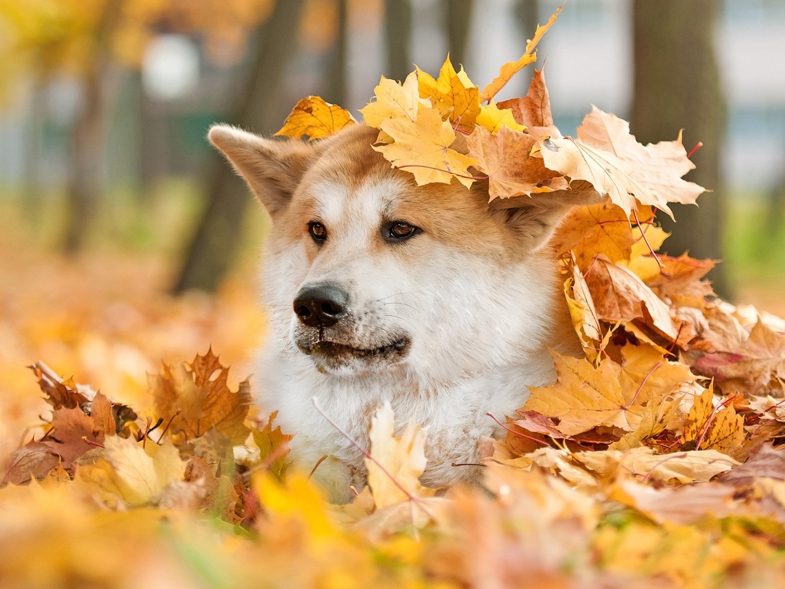 Обои мордочка, взгляд, осень, собака, лист, животное, акита, muzzle, look, autumn, dog, sheet, animal, akita разрешение 1920x1200 Загрузить