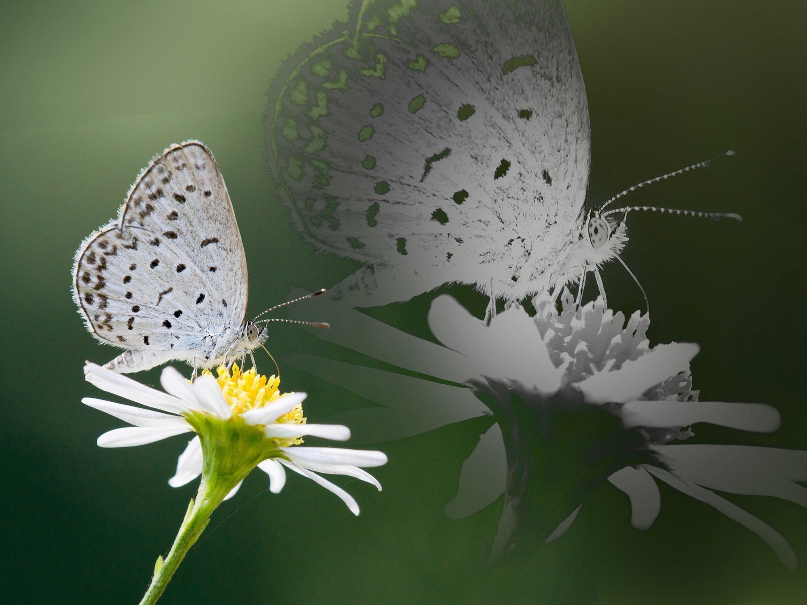 Обои насекомое, отражение, цветок, бабочка, крылья, ромашка, insect, reflection, flower, butterfly, wings, daisy разрешение 1920x1200 Загрузить