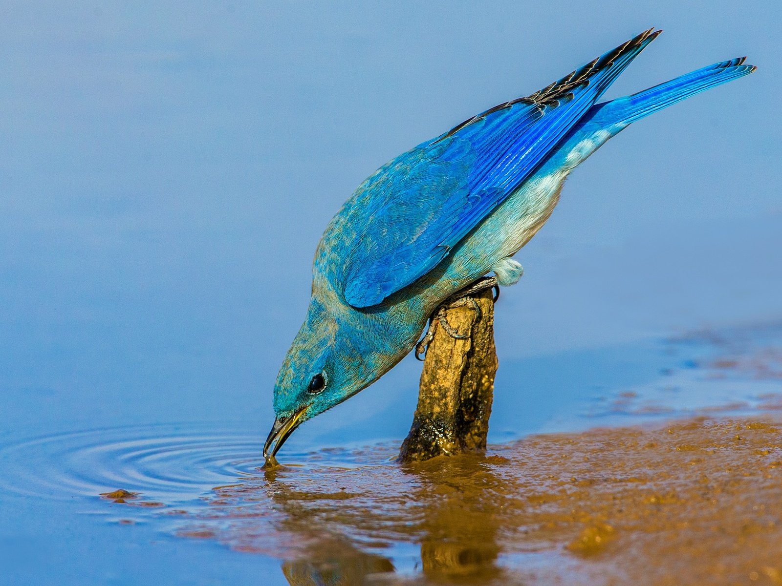 Обои вода, птица, клюв, перья, голубая сиалия, water, bird, beak, feathers, blue sialia разрешение 2048x1365 Загрузить