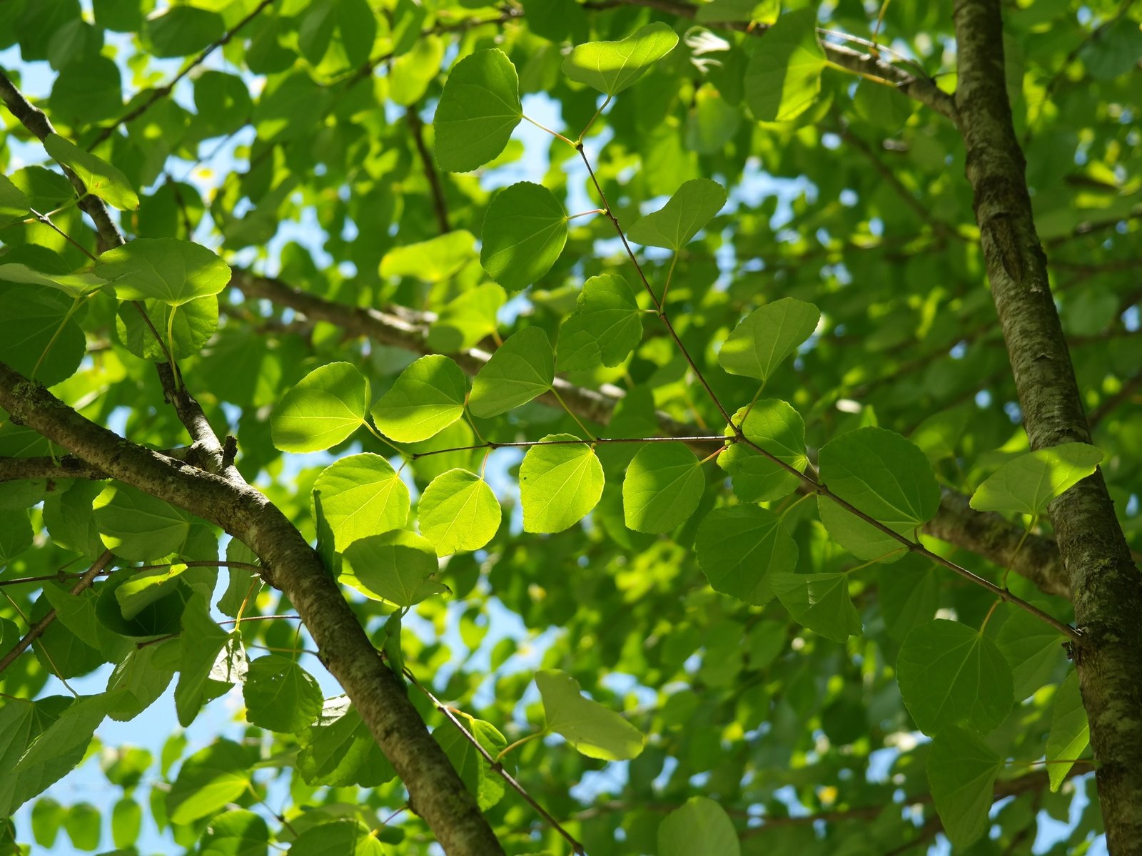 Обои небо, природа, дерево, листья, ветви, лист, зеленые листья, the sky, nature, tree, leaves, branch, sheet, green leaves разрешение 5472x3648 Загрузить