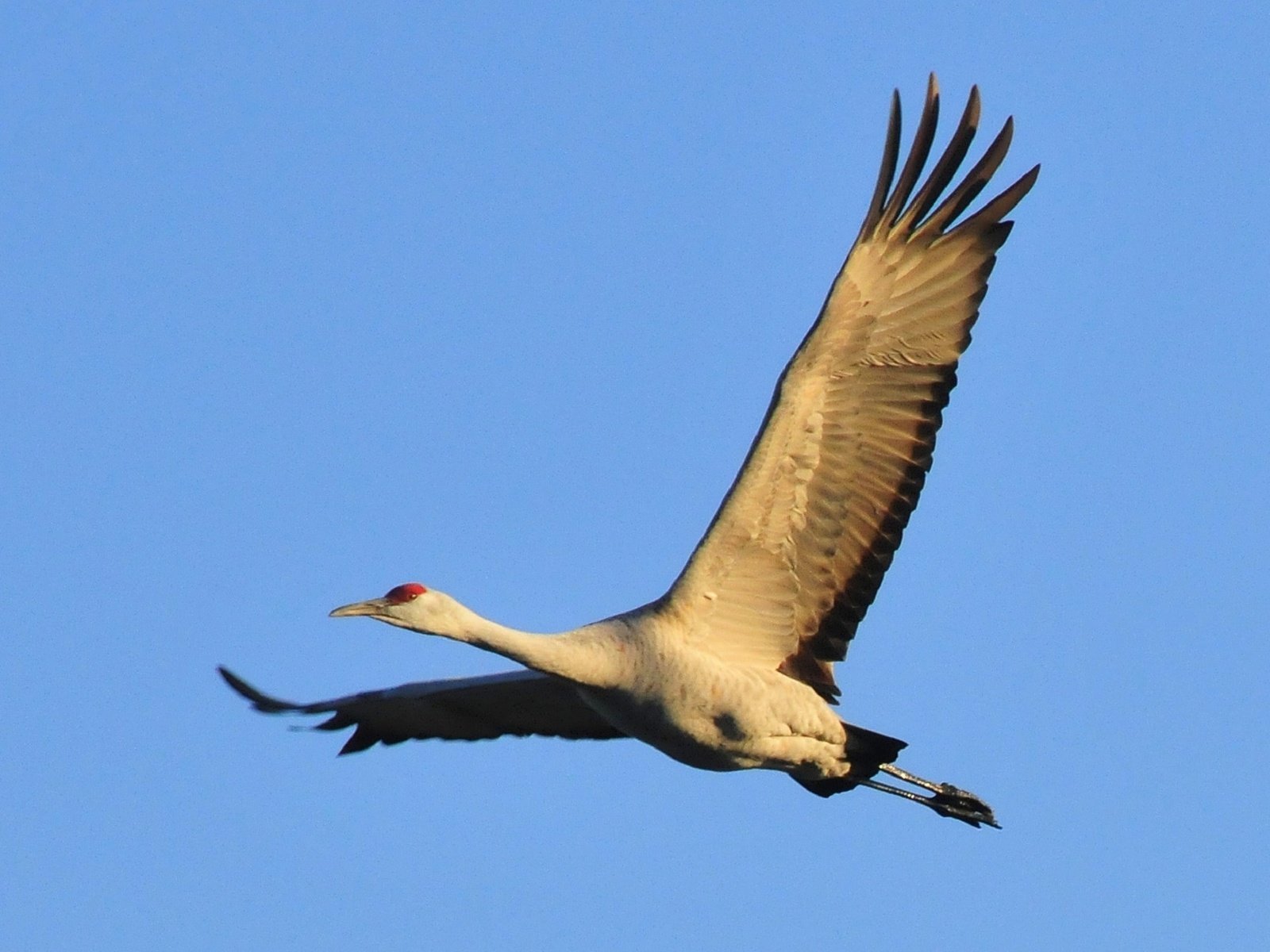 Обои небо, природа, полет, крылья, птица, журавль, the sky, nature, flight, wings, bird, crane разрешение 1920x1302 Загрузить