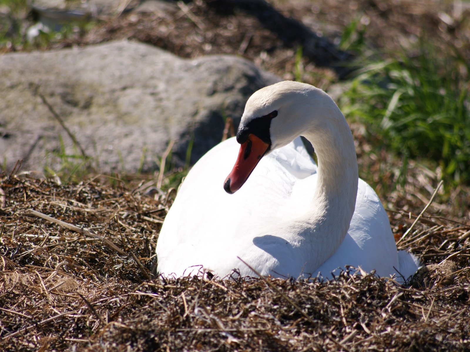 Обои природа, птица, клюв, перья, лебедь, nature, bird, beak, feathers, swan разрешение 4592x3056 Загрузить