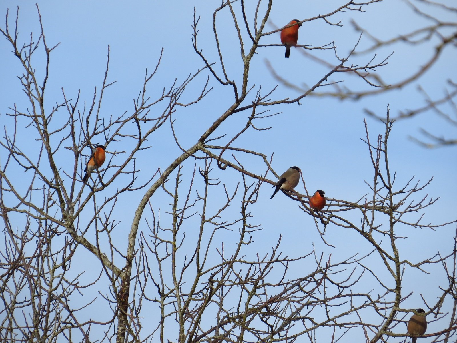 Обои небо, дерево, ветки, птицы, снегирь, снегири, the sky, tree, branches, birds, bullfinch, bullfinches разрешение 3603x2664 Загрузить