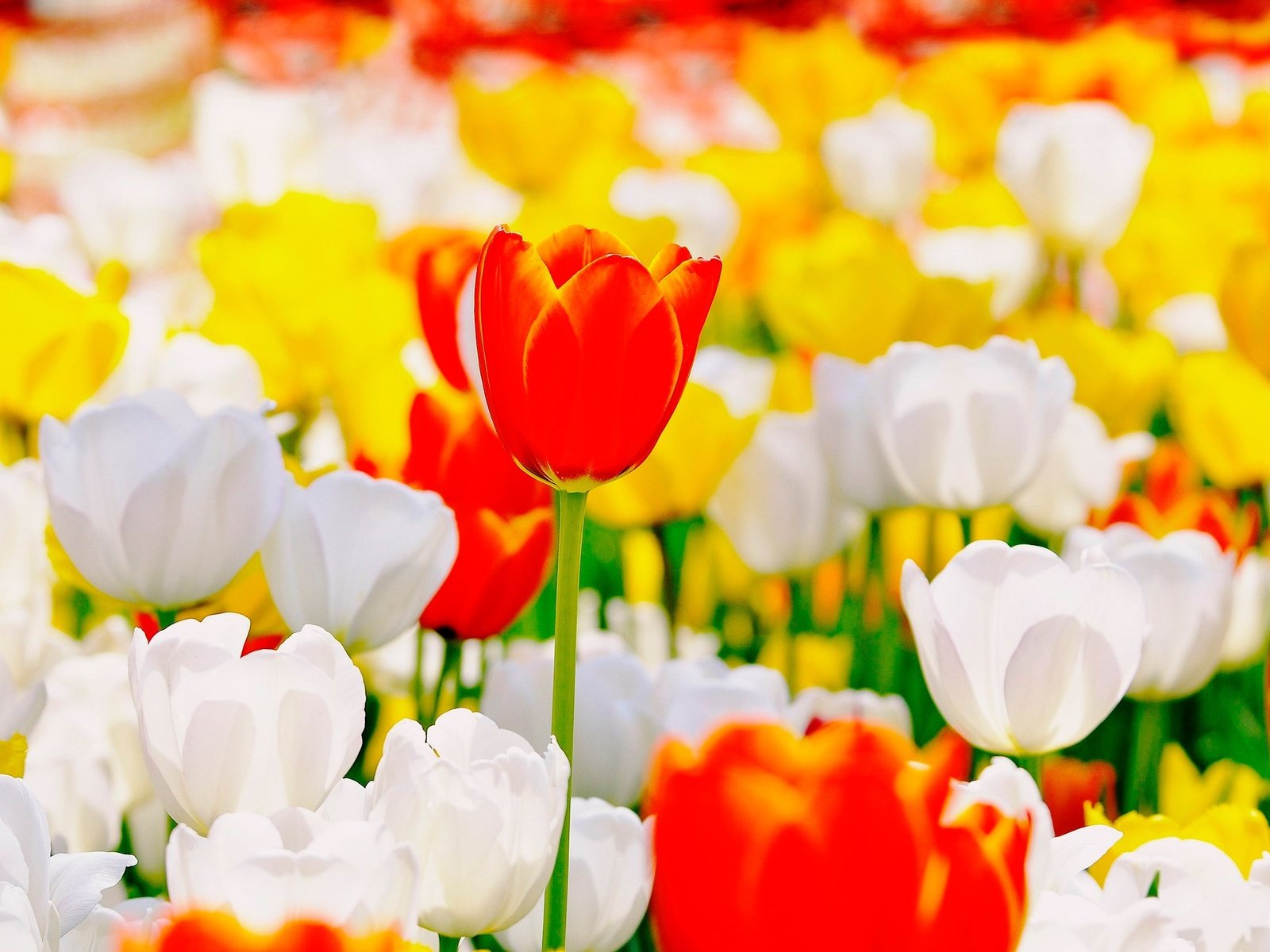 Обои цветы, бутоны, тюльпаны, flowers, buds, tulips разрешение 2500x1600 Загрузить