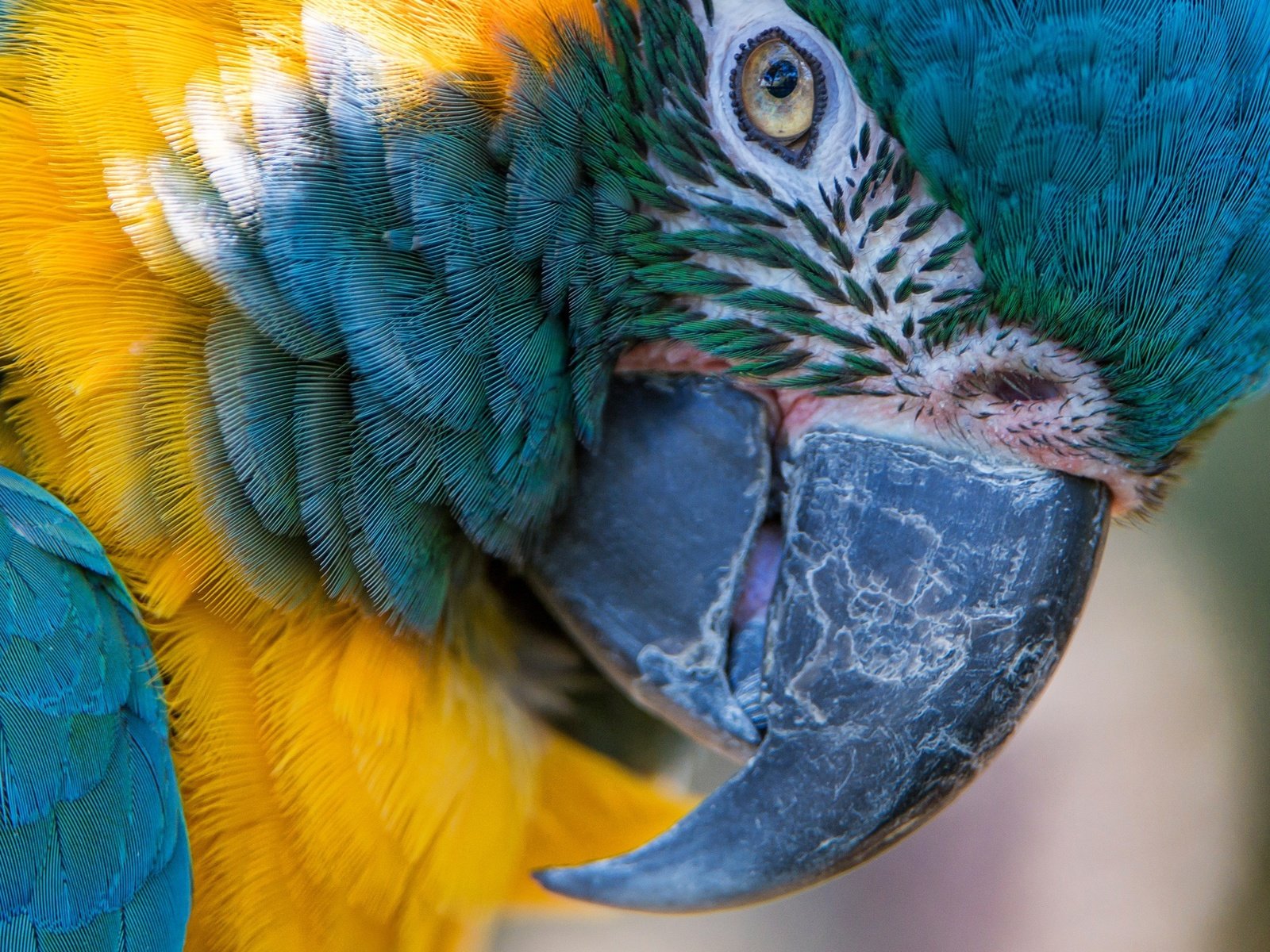 Обои макро, птица, клюв, перья, попугай, ара, сине-жёлтый ара, macro, bird, beak, feathers, parrot, ara, blue-and-yellow macaw разрешение 2574x1600 Загрузить